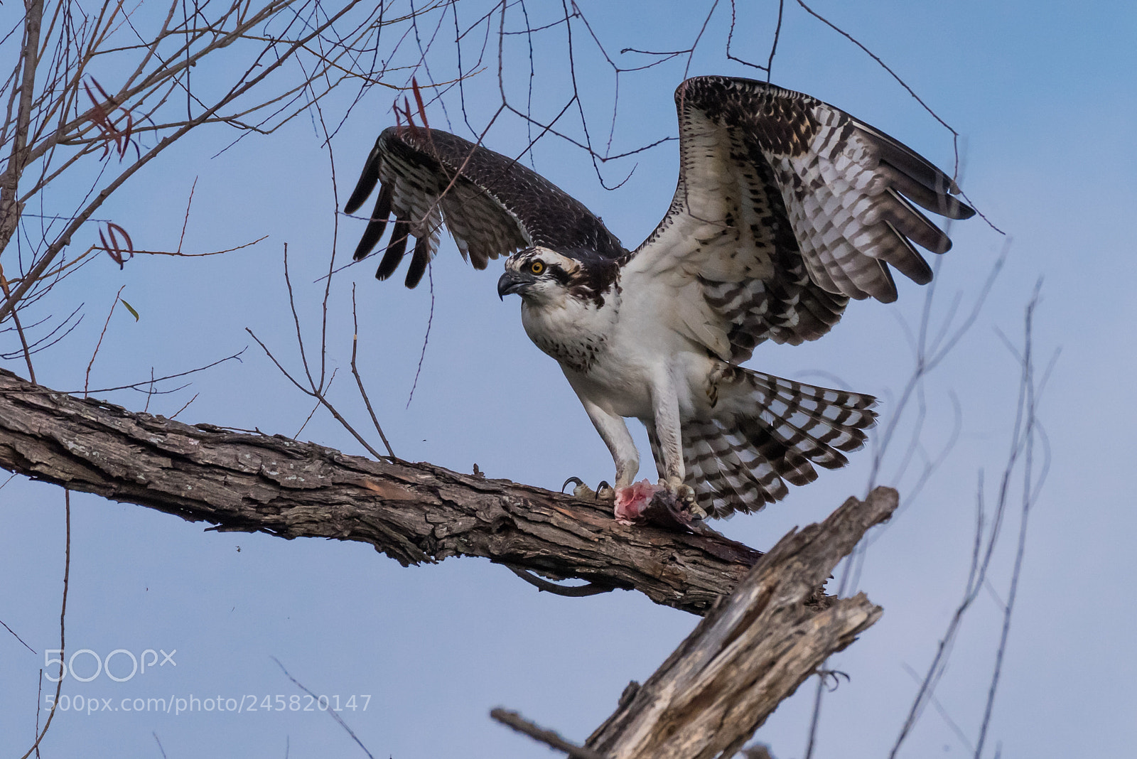 Nikon D810 sample photo. Birds photography