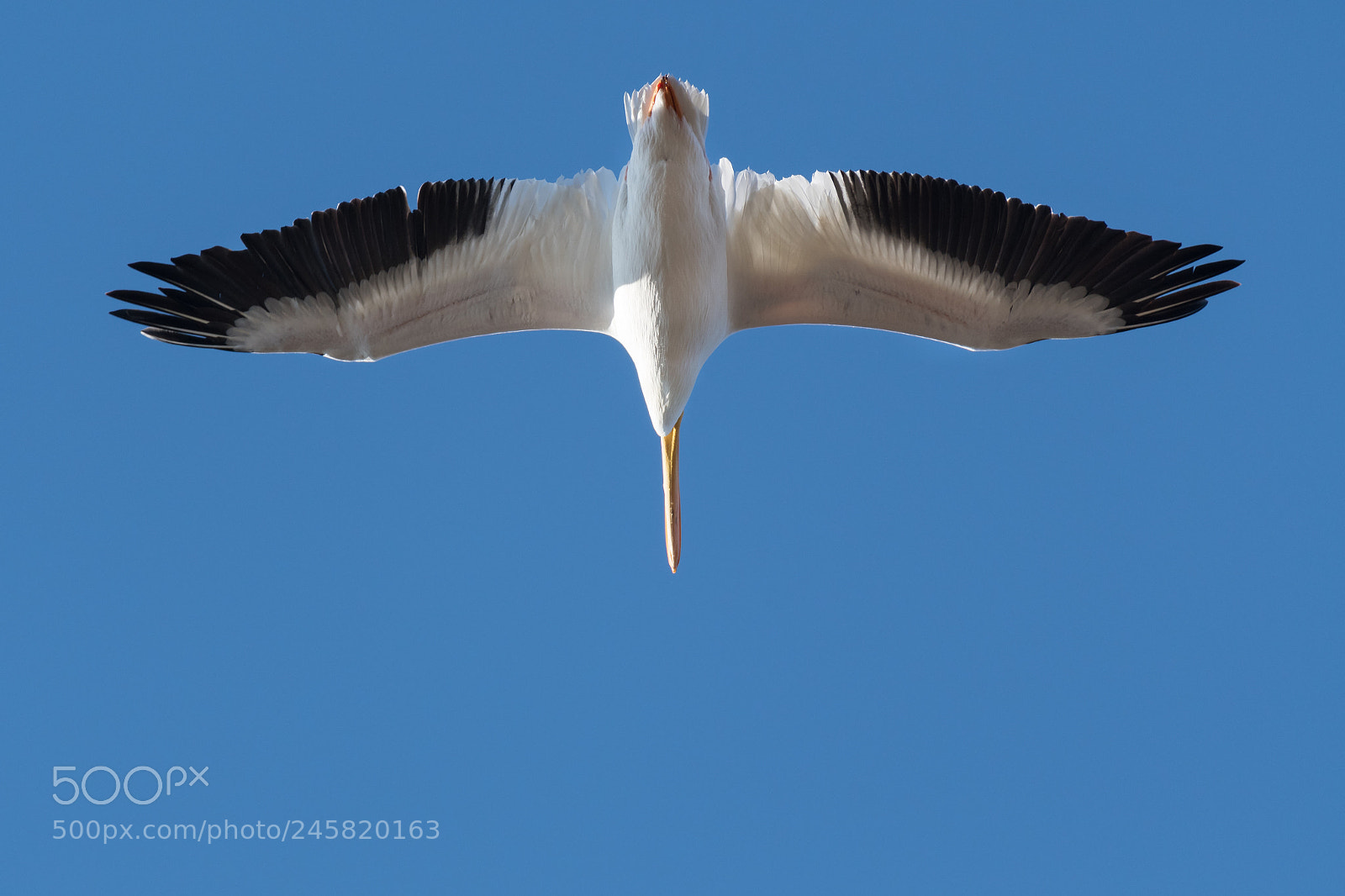 Nikon D500 sample photo. American white pelican photography
