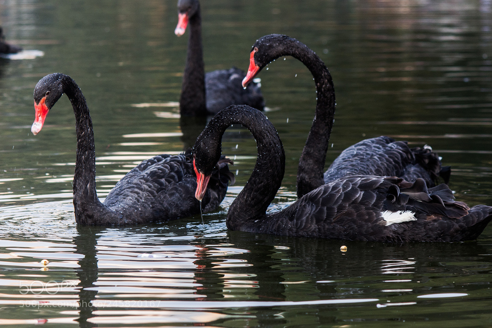 Canon EOS 700D (EOS Rebel T5i / EOS Kiss X7i) sample photo. Black swans photography