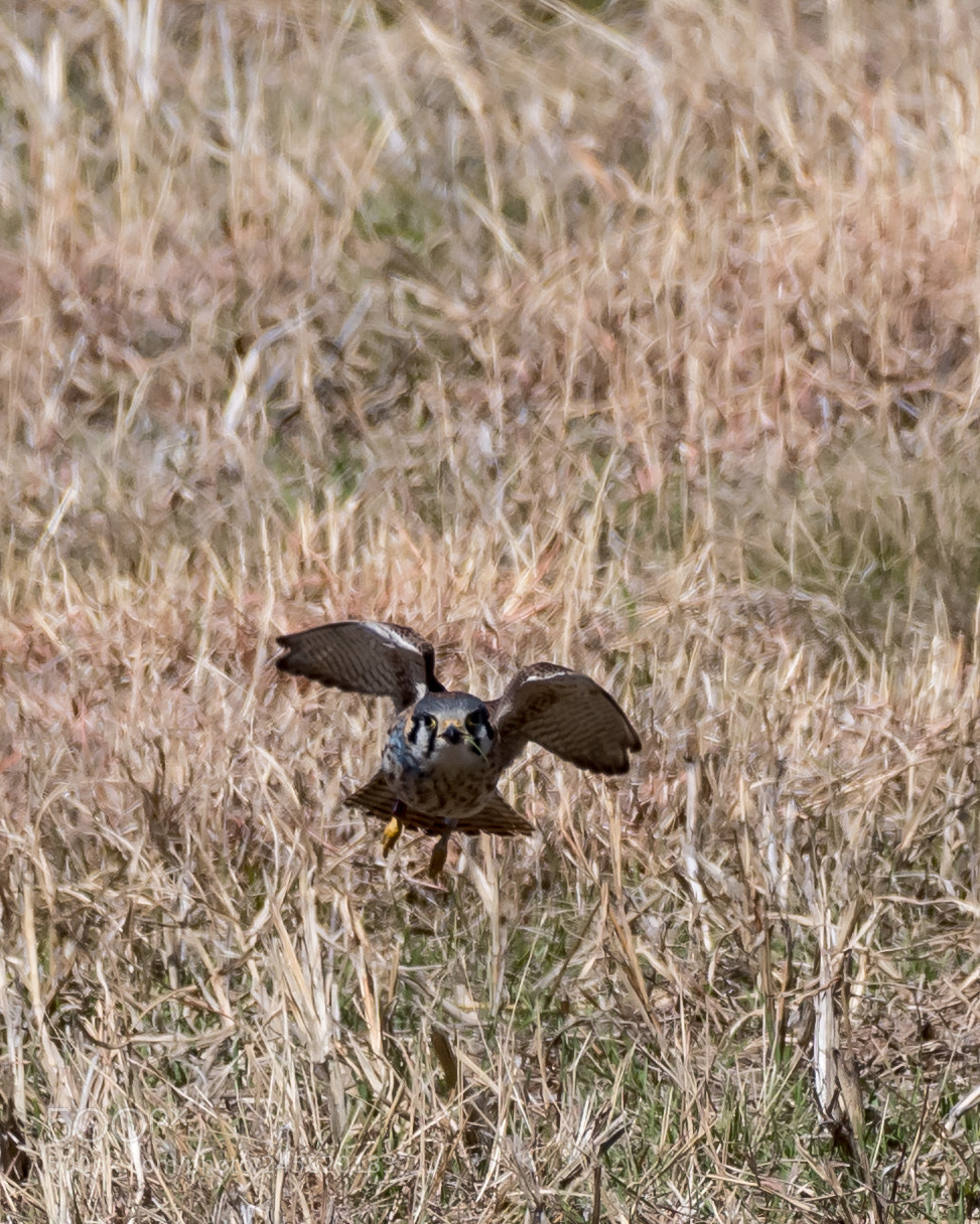 Nikon D500 sample photo. American kestrel photography