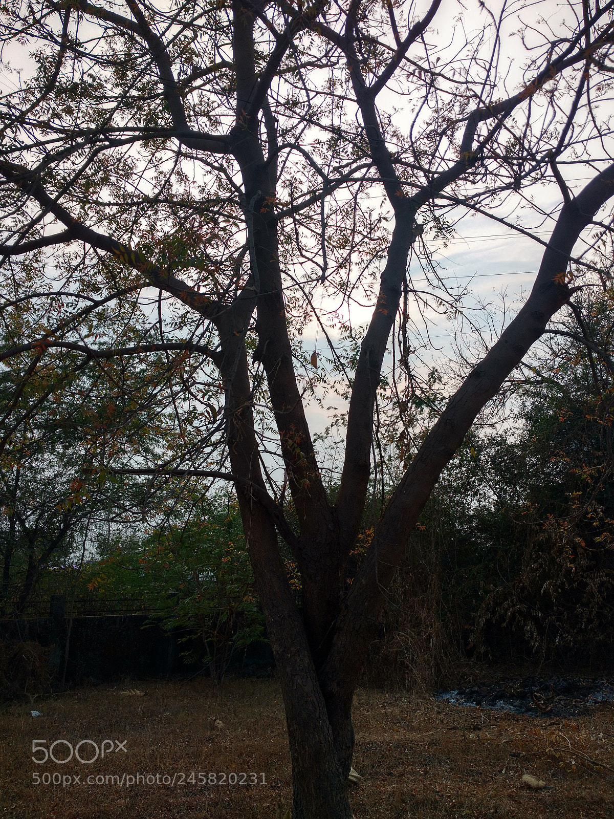 Motorola Moto X Play sample photo. Tree photography