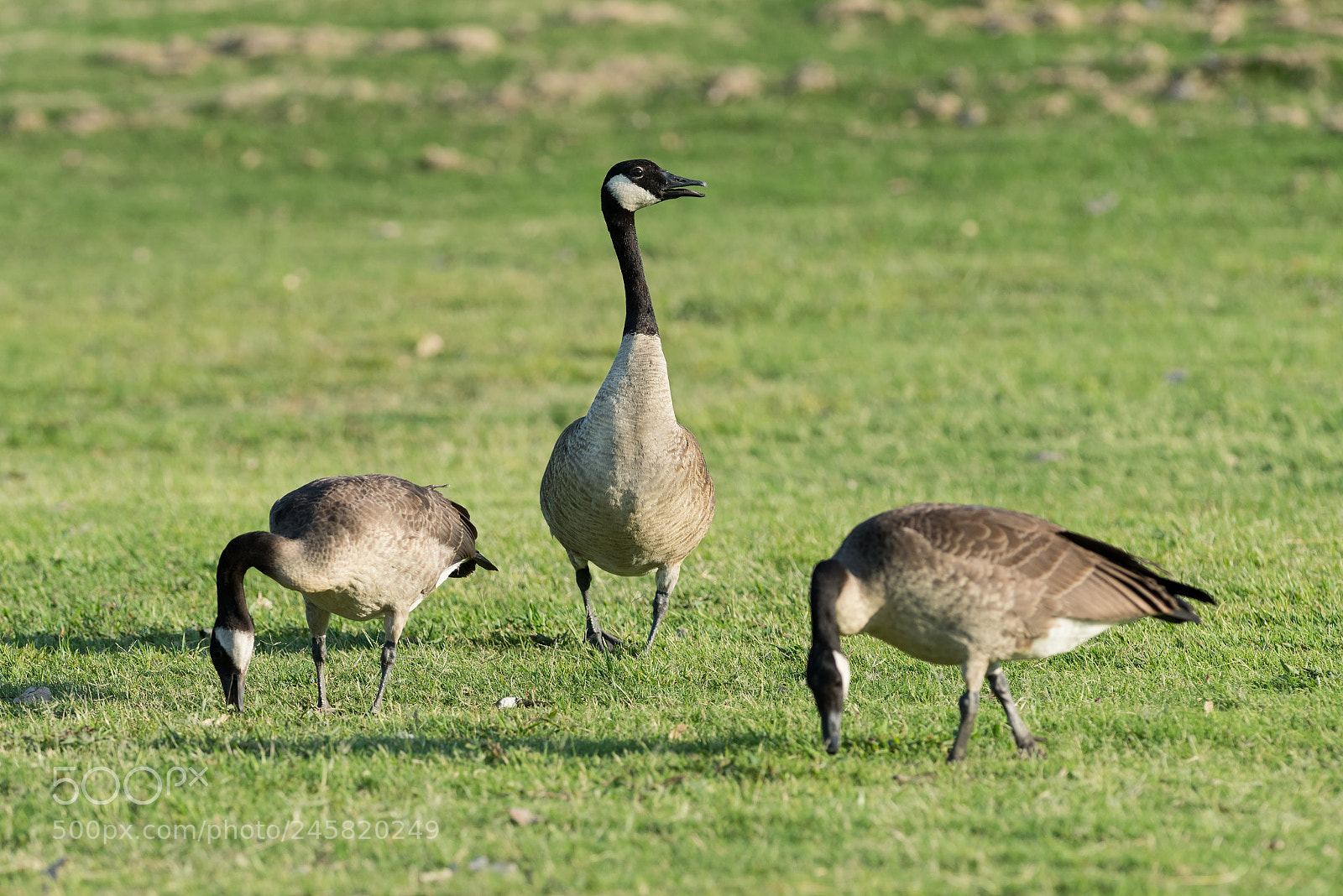 Nikon D810 sample photo. Birds photography