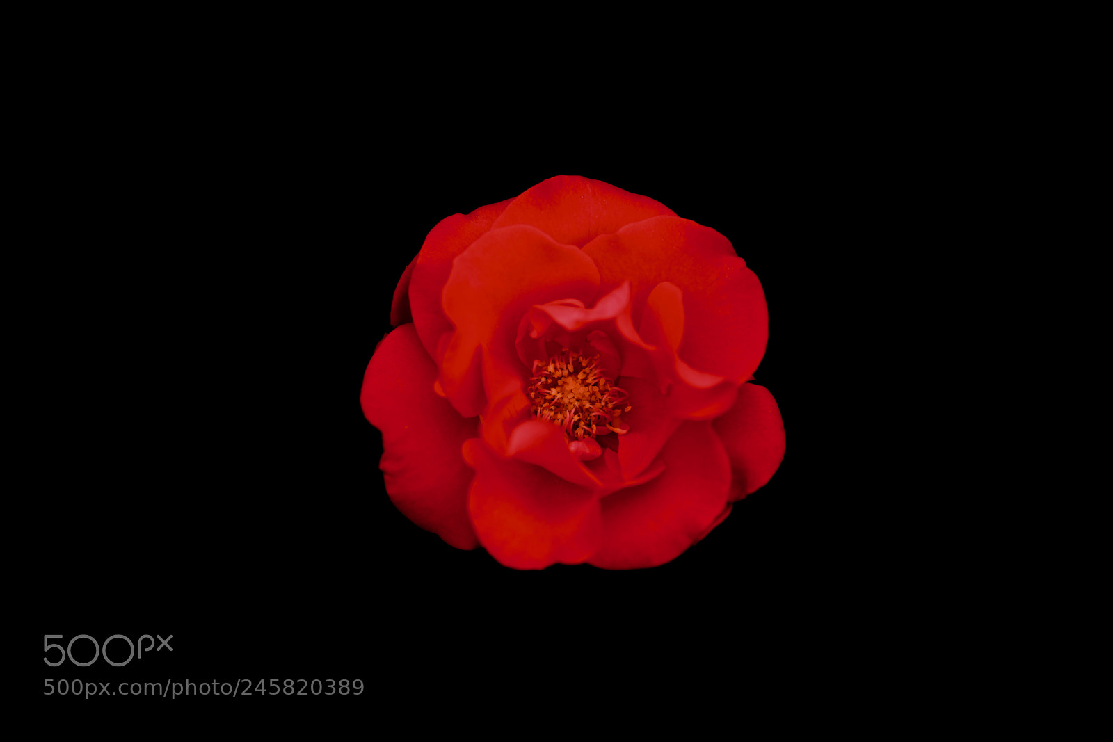 Nikon D850 sample photo. Orange flower photography