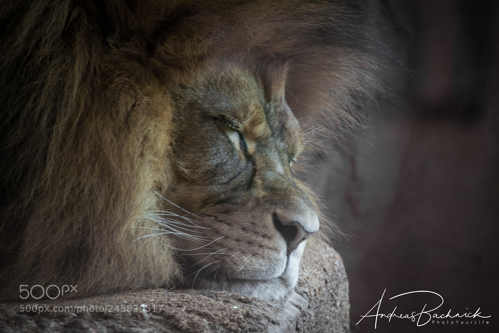 Nikon D5200 sample photo. The lion sleeps (tonight) photography