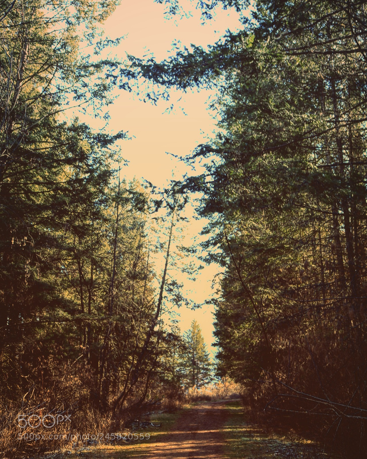 Canon EOS 750D (EOS Rebel T6i / EOS Kiss X8i) sample photo. Farragut state park, id photography