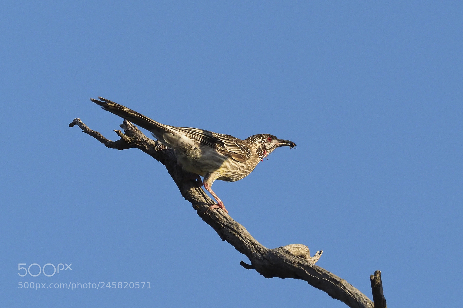 Olympus OM-D E-M1 Mark II sample photo. Red wattlebird with insect photography