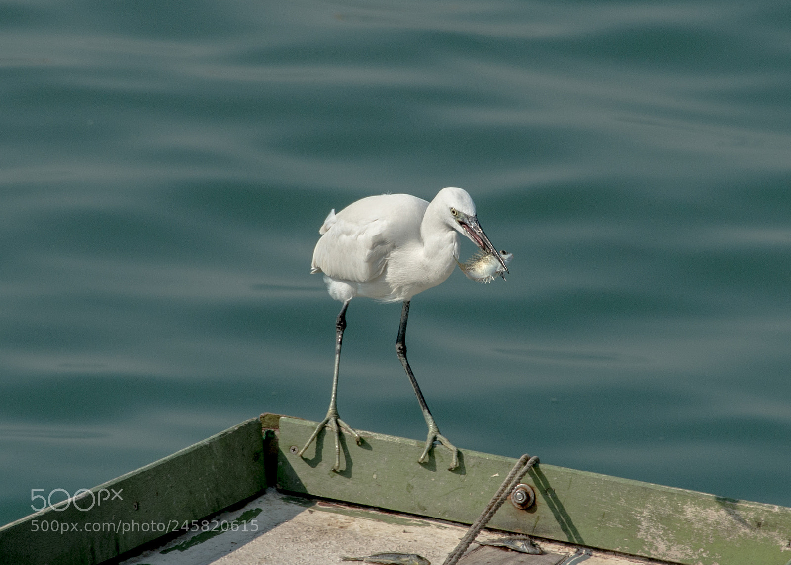 Nikon D800 sample photo. Great egret photography