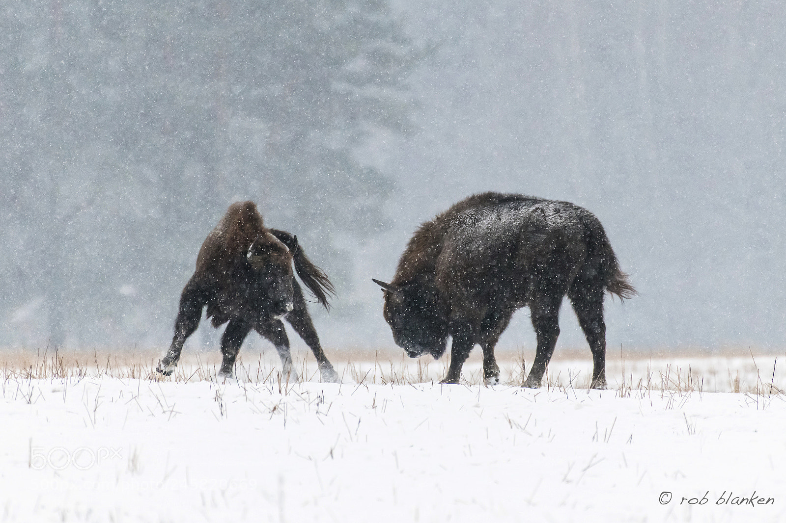 Nikon D850 sample photo. European wisent photography