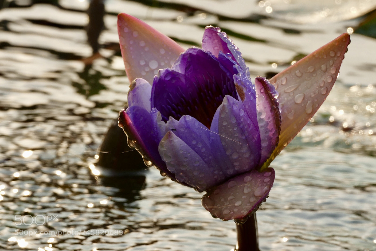 Leica V-Lux (Typ 114) sample photo. A kind of lotus photography