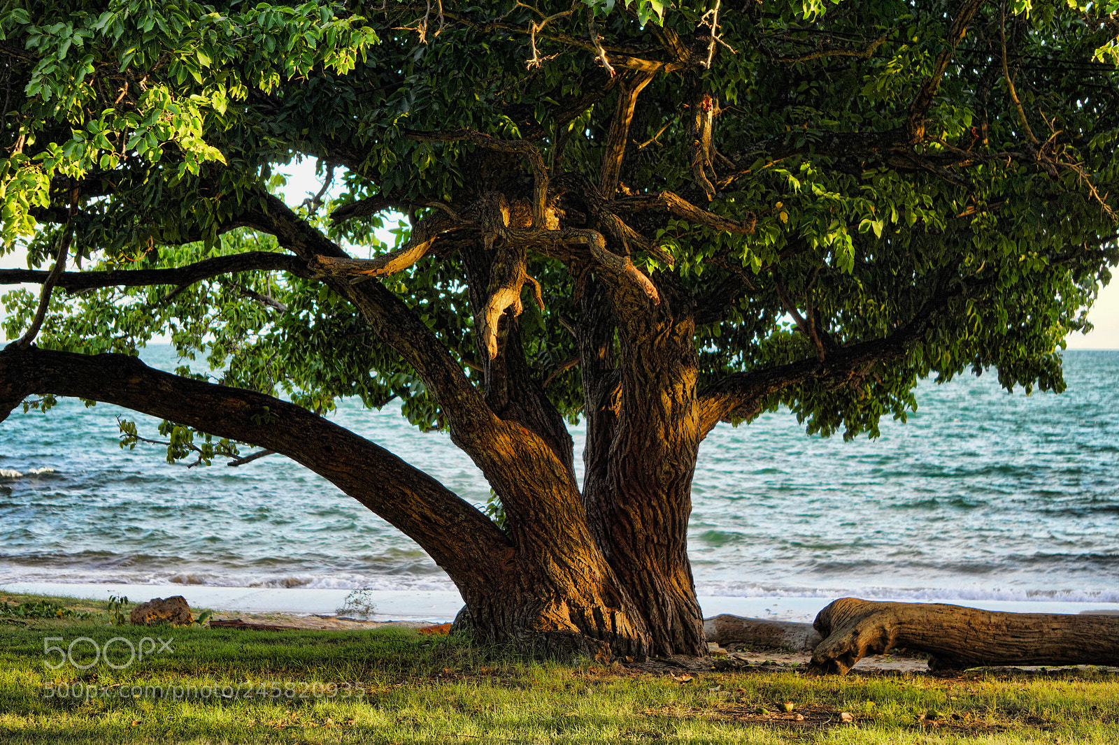 Sony Alpha NEX-7 sample photo. Old beach tree in photography