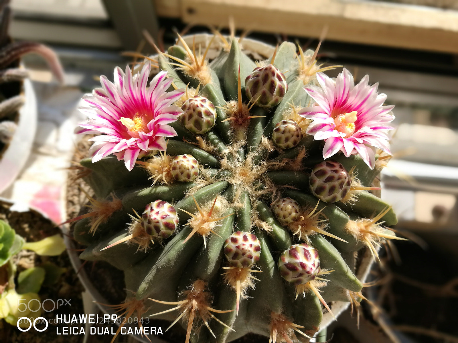 HUAWEI P9 sample photo. Untitled photography