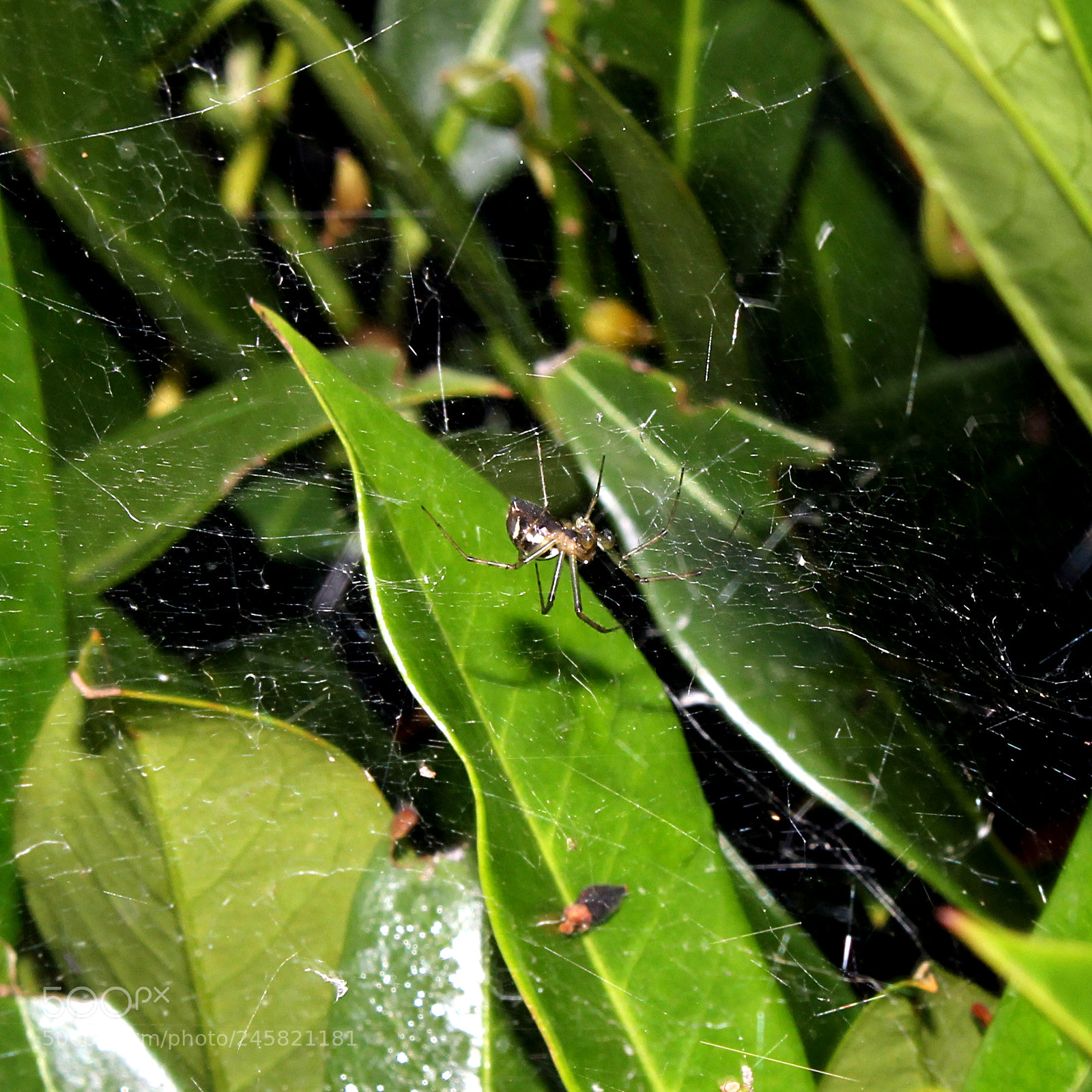 Canon EOS 1300D (EOS Rebel T6 / EOS Kiss X80) sample photo. A spider in a photography