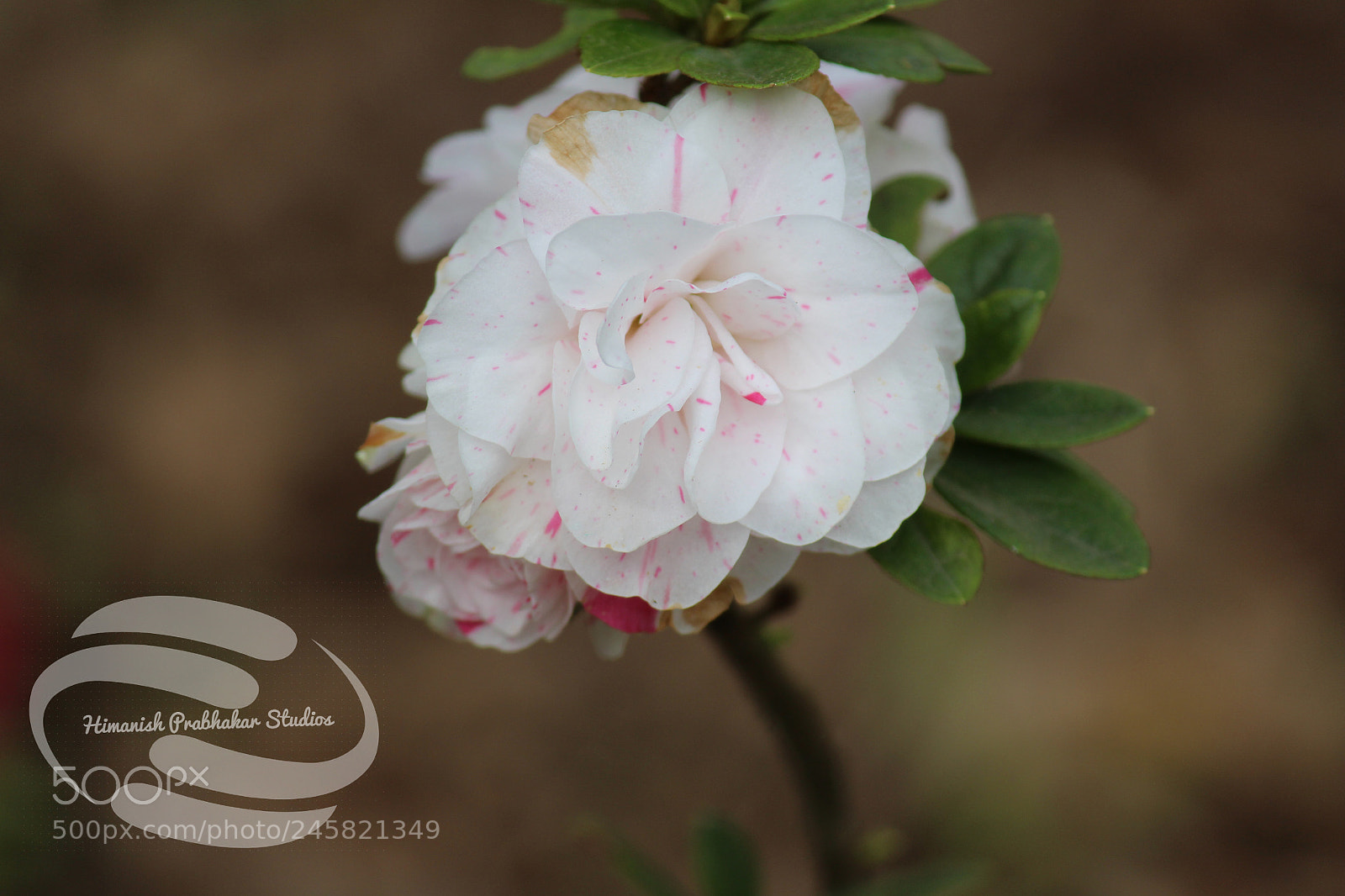 Canon EOS 700D (EOS Rebel T5i / EOS Kiss X7i) sample photo. White sprinkled red photography