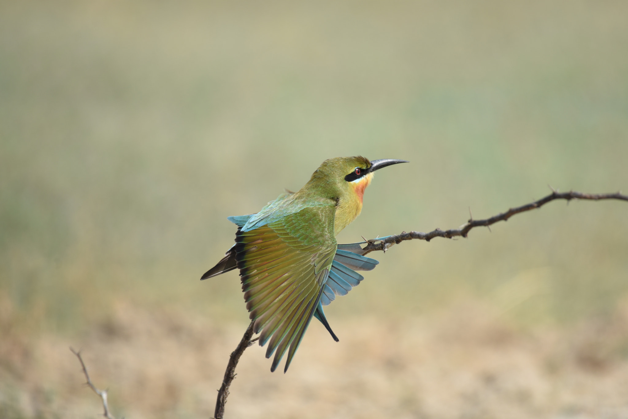 Nikon AF-S Nikkor 200-500mm F5.6E ED VR sample photo. Green bee eater photography