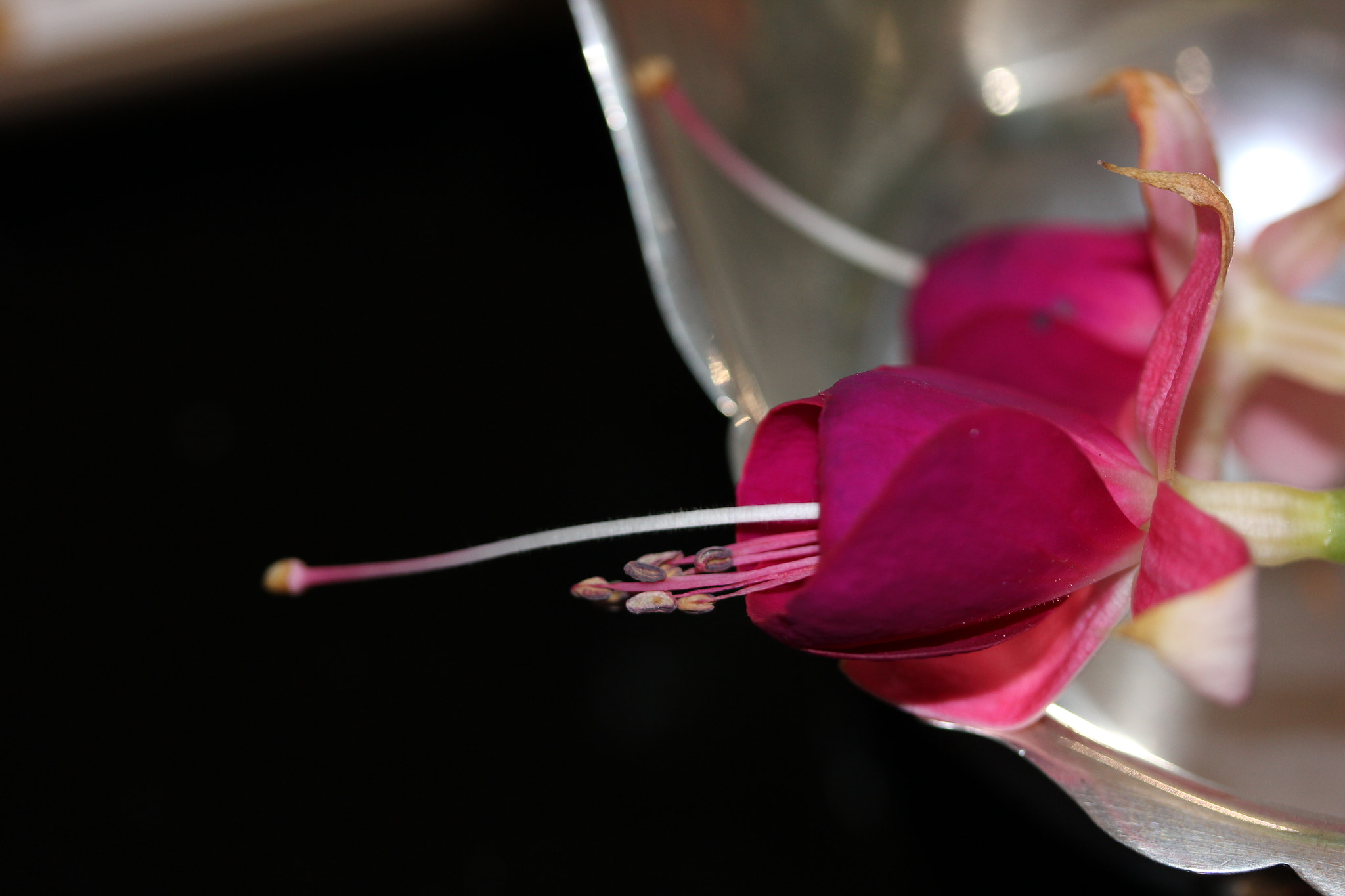 Canon EF-S 60mm F2.8 Macro USM sample photo. Flower stemen photography