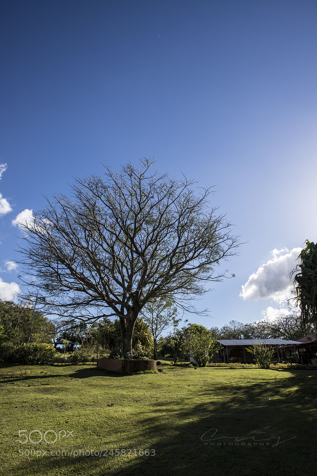 Canon EOS 6D Mark II sample photo. Guayabo, bagaces guanacaste ?? photography