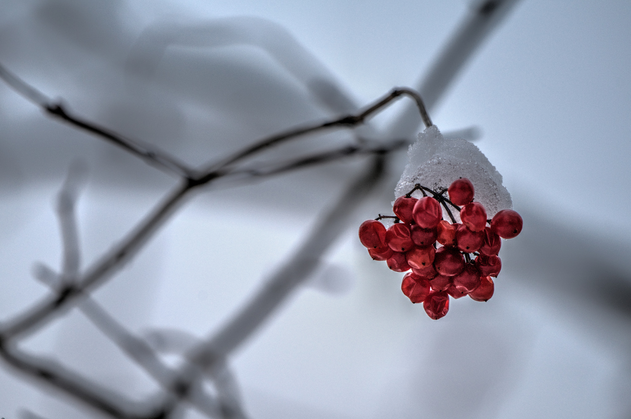 Sony a7R II sample photo. Frozen berries photography
