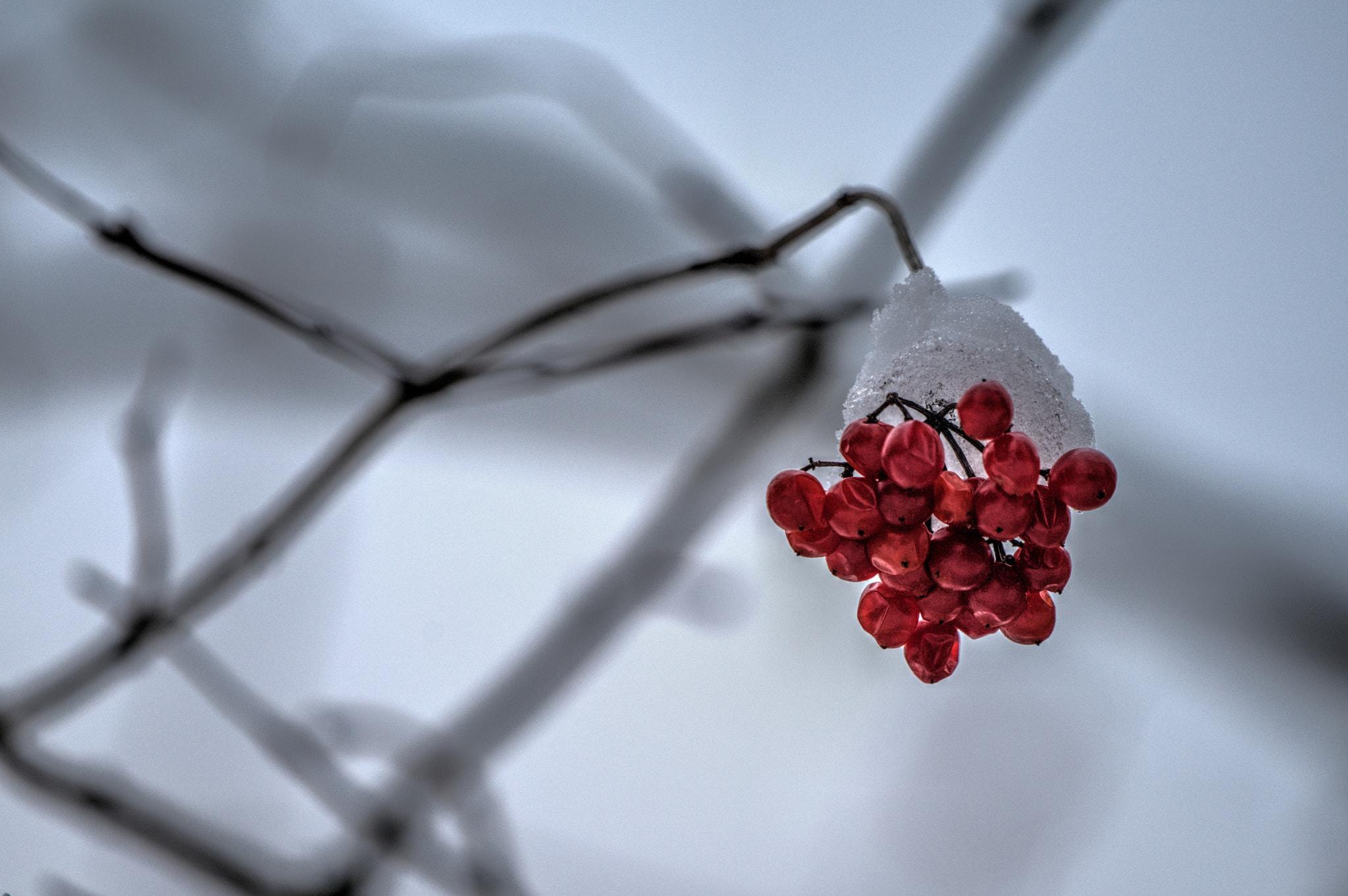 Sony a7R II + Sony 70-400mm F4-5.6 G SSM II sample photo. Frozen berries photography