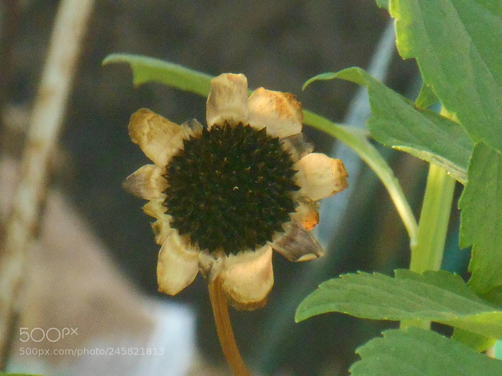 Nikon Coolpix S3500 sample photo. Untitled photography