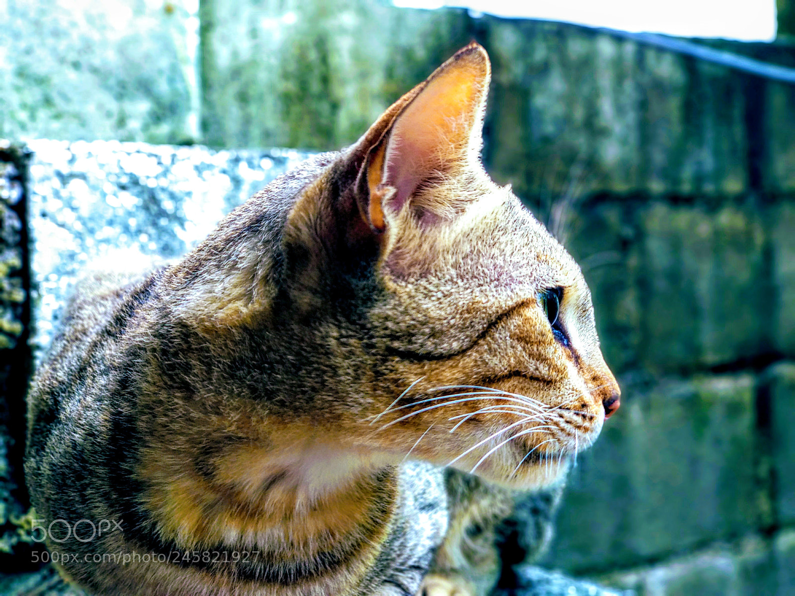 Xiaomi Mi A1 sample photo. Catty !! photography