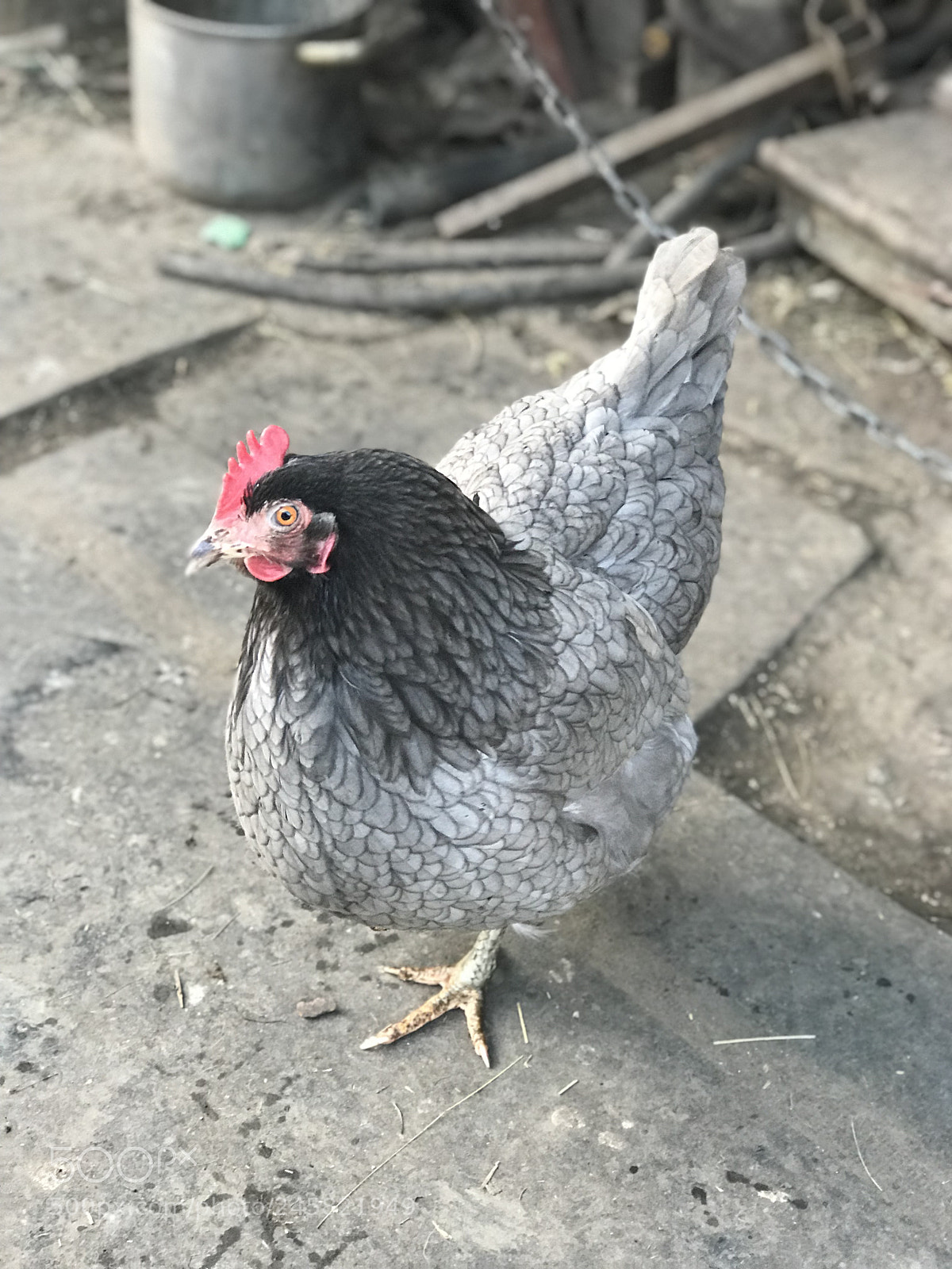 Apple iPhone 7 Plus sample photo. Untitled photography