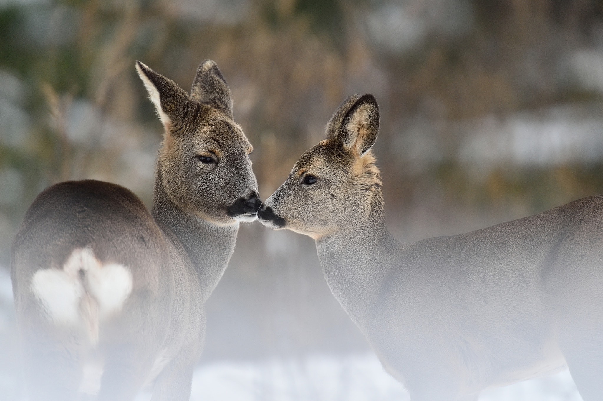 Nikon AF-S Nikkor 400mm F2.8G ED VR II sample photo. Tender moment photography