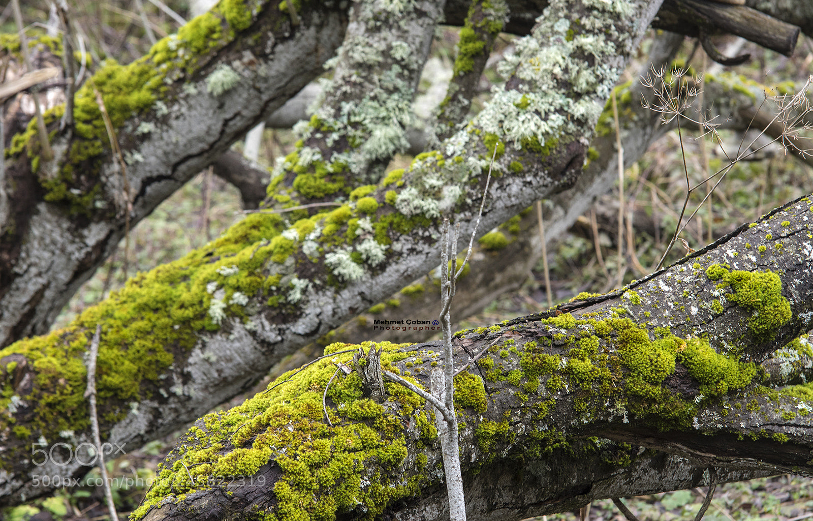 Pentax K-3 II sample photo. The lure of nature photography