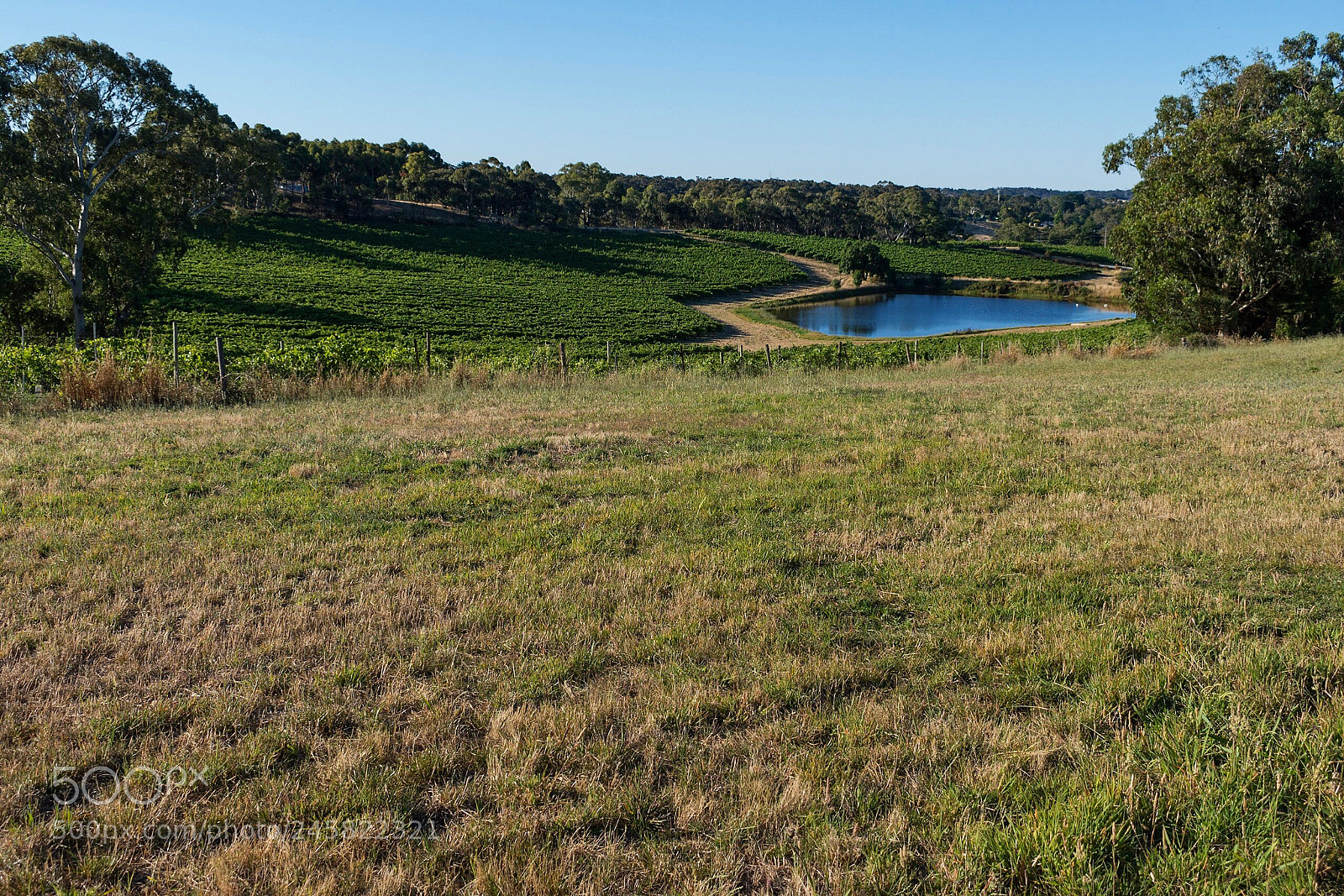 Nikon D5600 sample photo. Country south australia photography