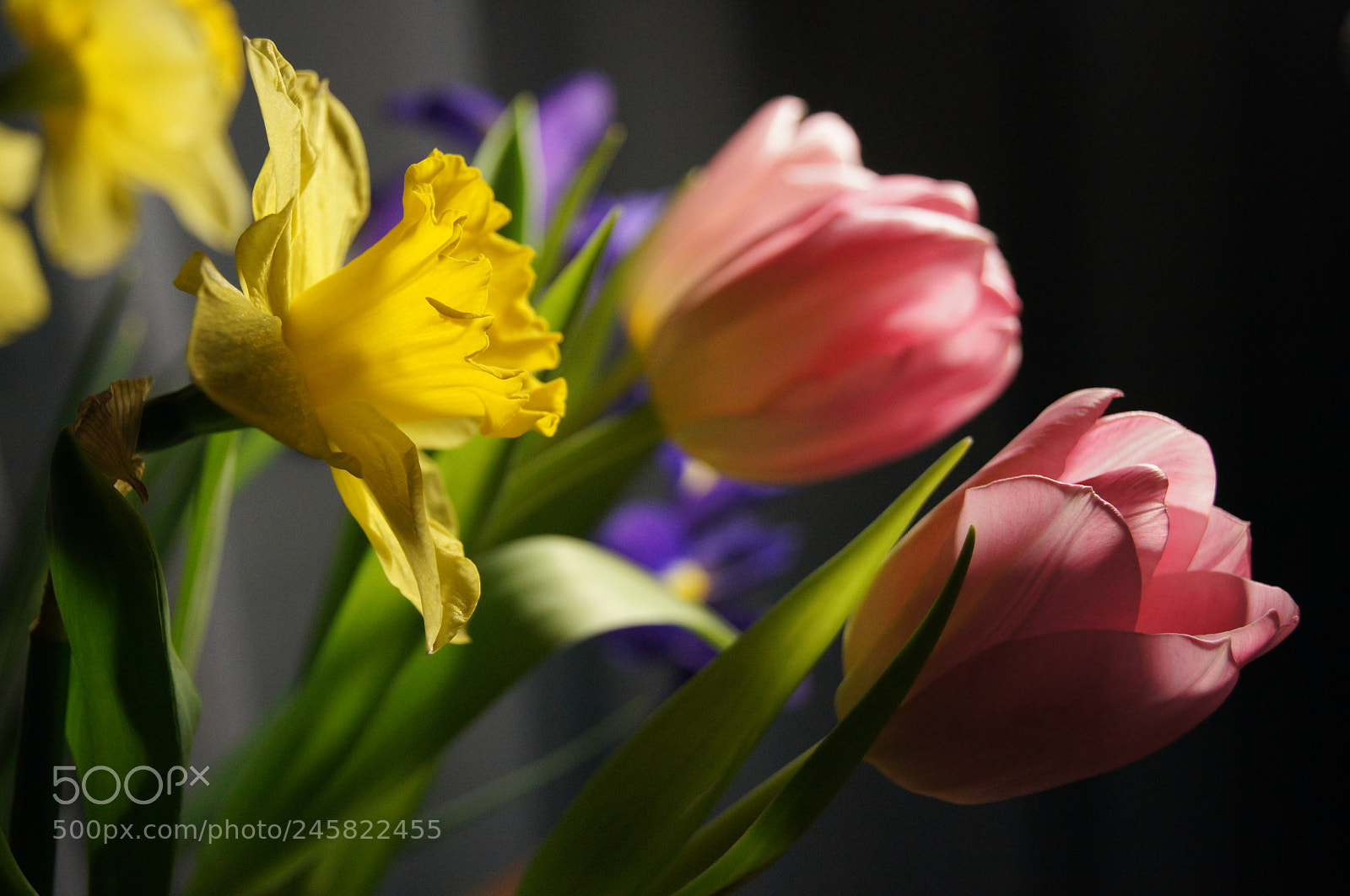 Sony Alpha DSLR-A580 sample photo. Nergis kokusu photography