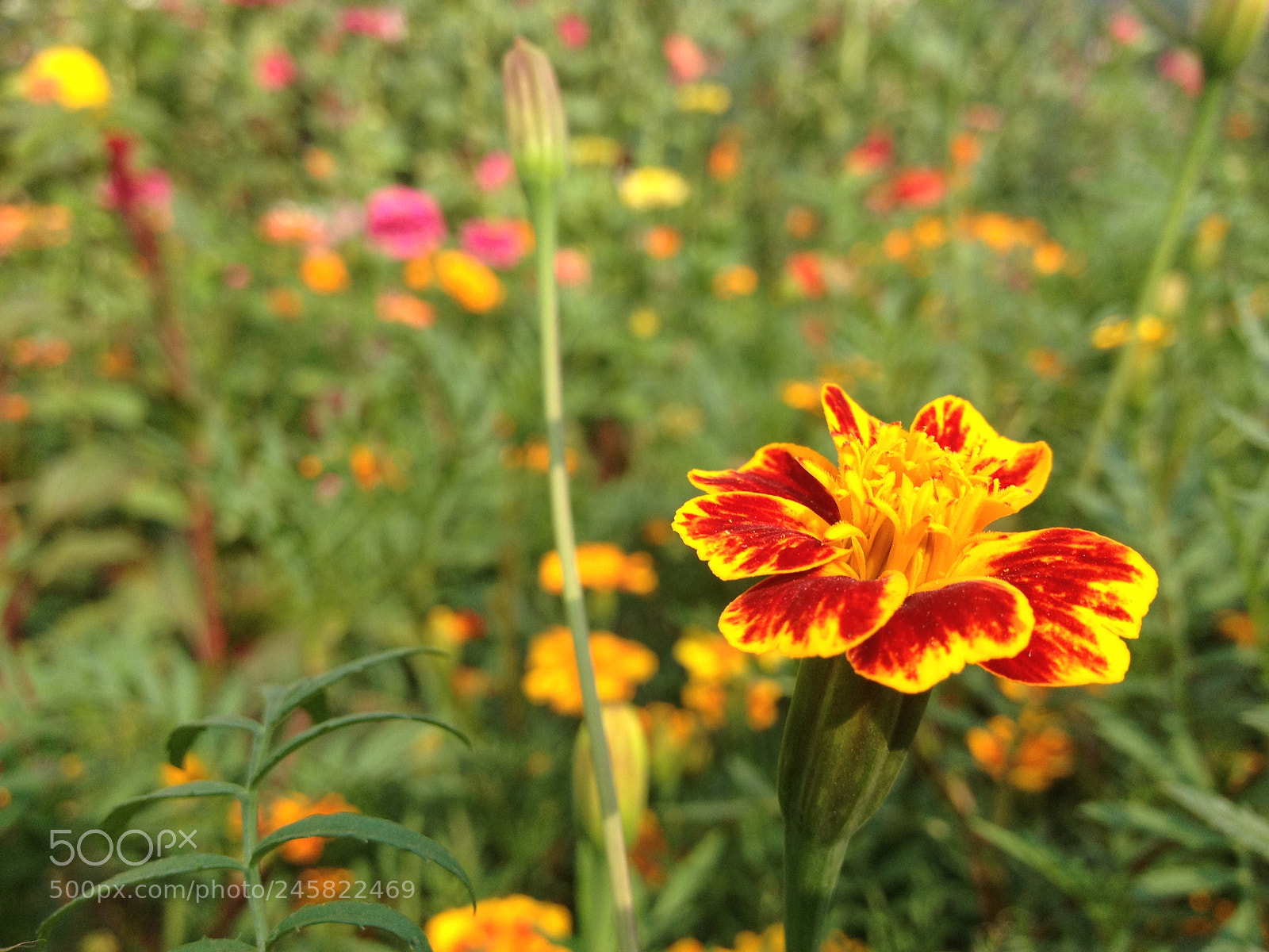 Apple iPhone 4S sample photo. 花丛中 photography