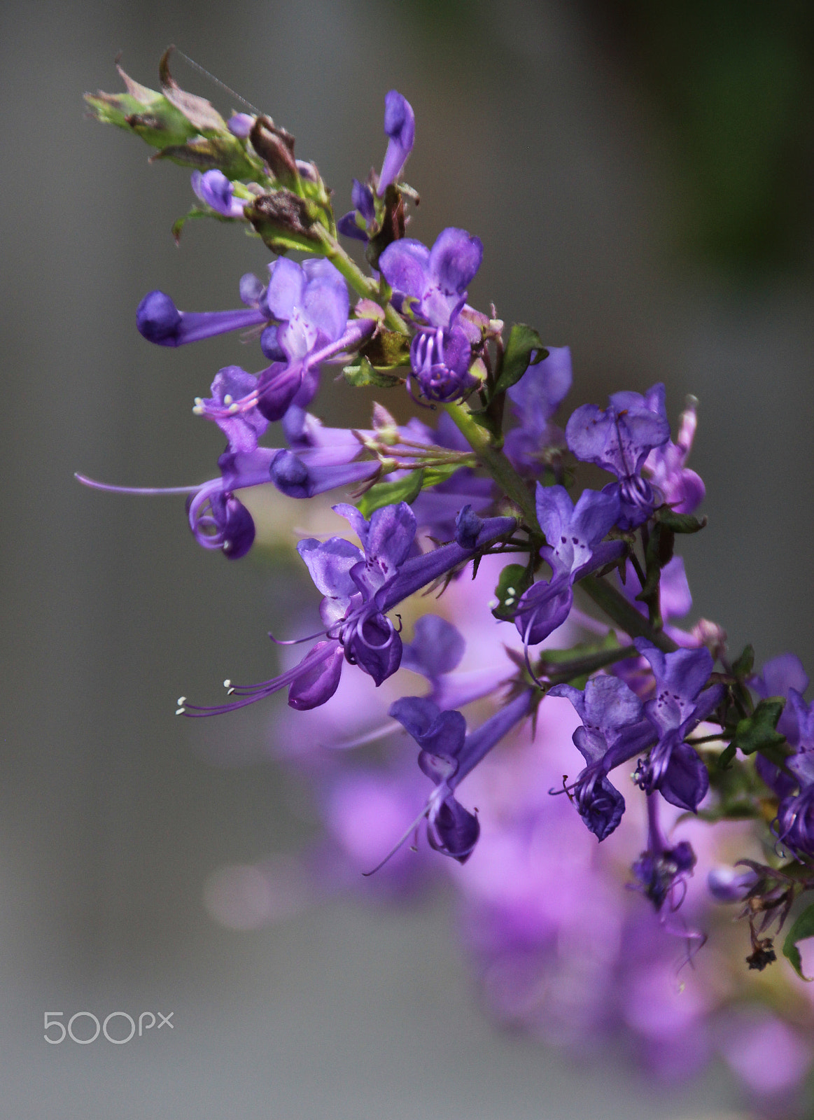 Canon EOS 600D (Rebel EOS T3i / EOS Kiss X5) sample photo. Purple photography