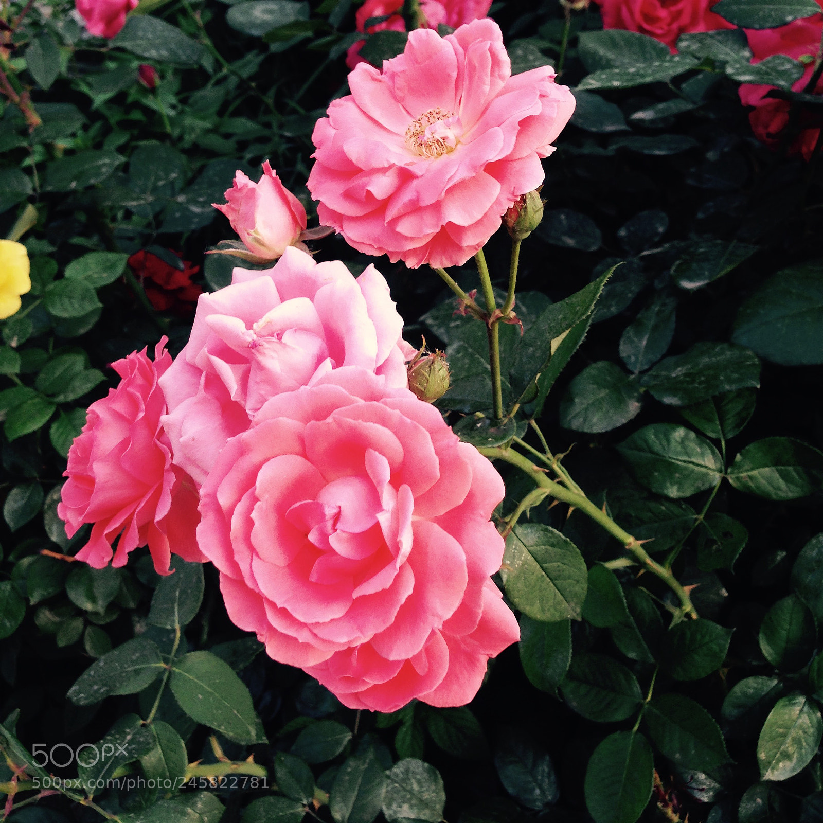 Apple iPhone 5 sample photo. 校园里的蔷薇 photography