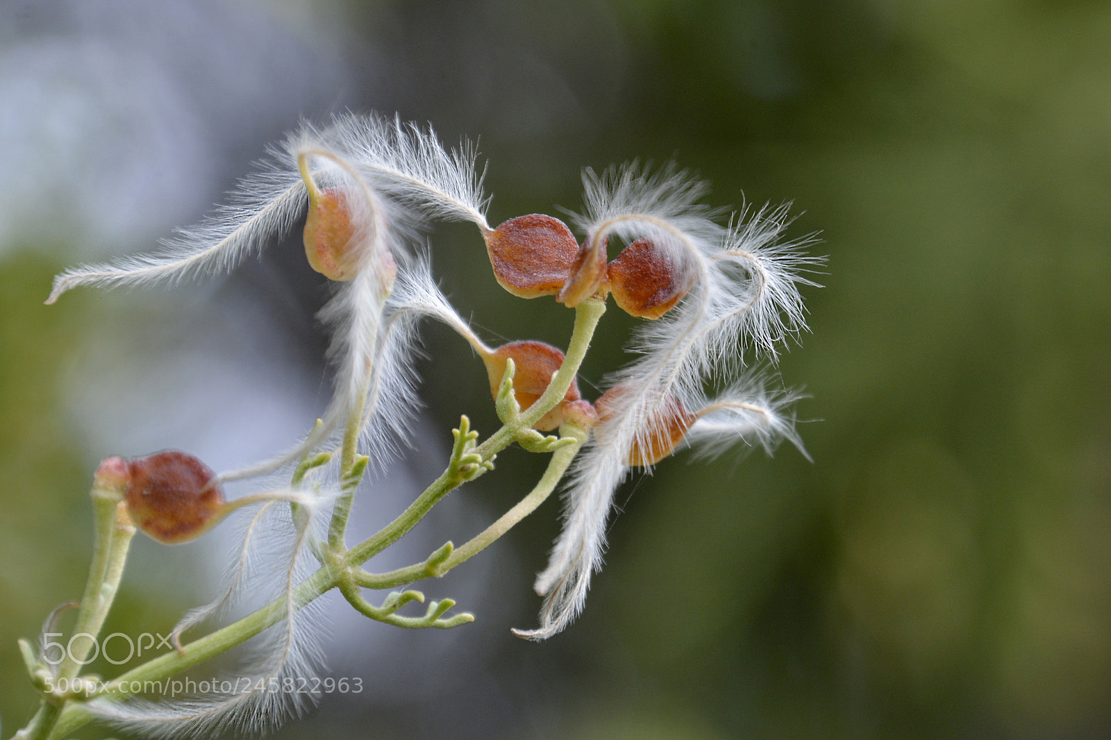 Nikon D5200 sample photo. Delicadeza photography