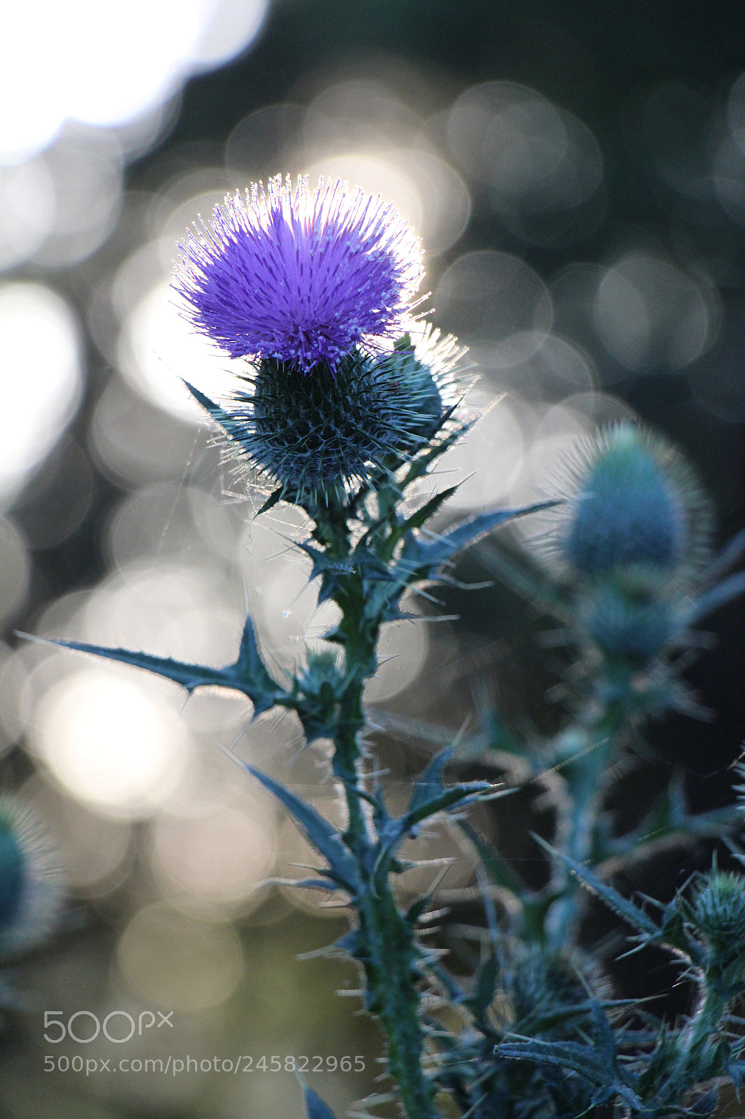 Canon EOS 650D (EOS Rebel T4i / EOS Kiss X6i) sample photo. Thistle photography