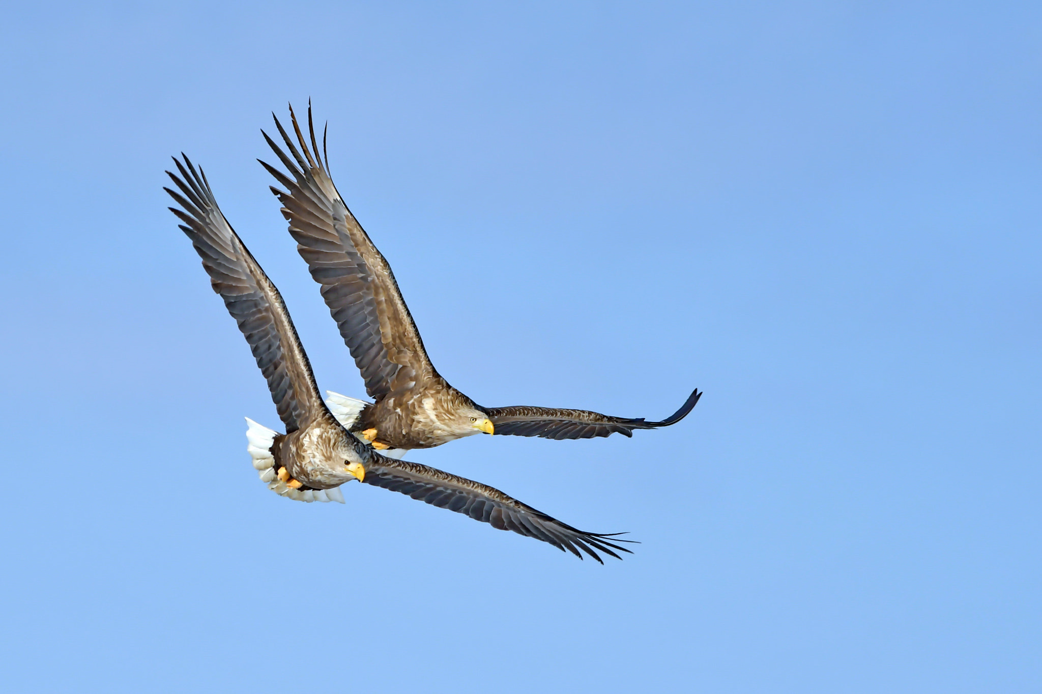 Nikon AF-S Nikkor 300mm F2.8G ED VR II sample photo. 白尾海雕 photography