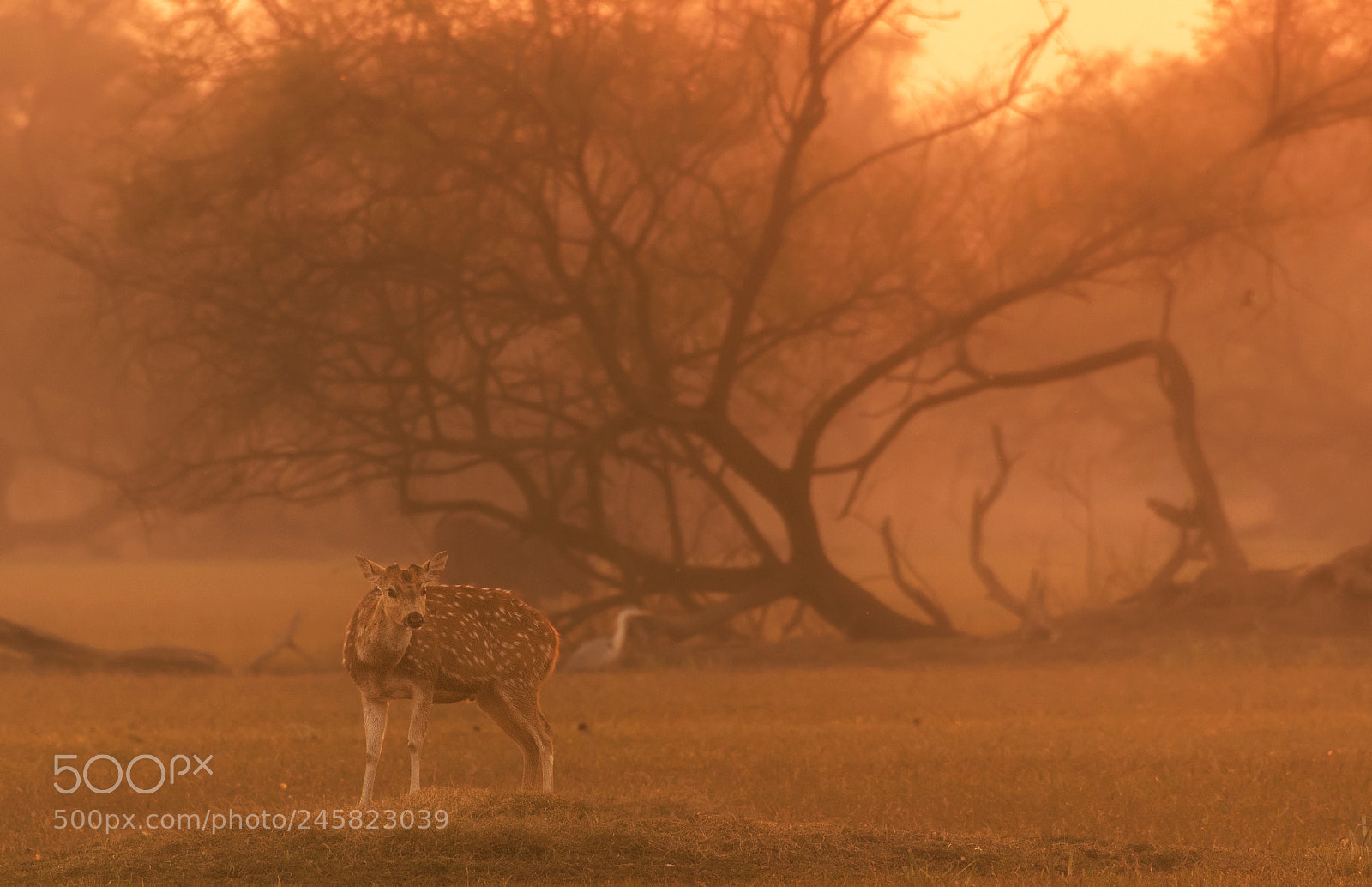 Nikon D500 sample photo. Spotted deer photography