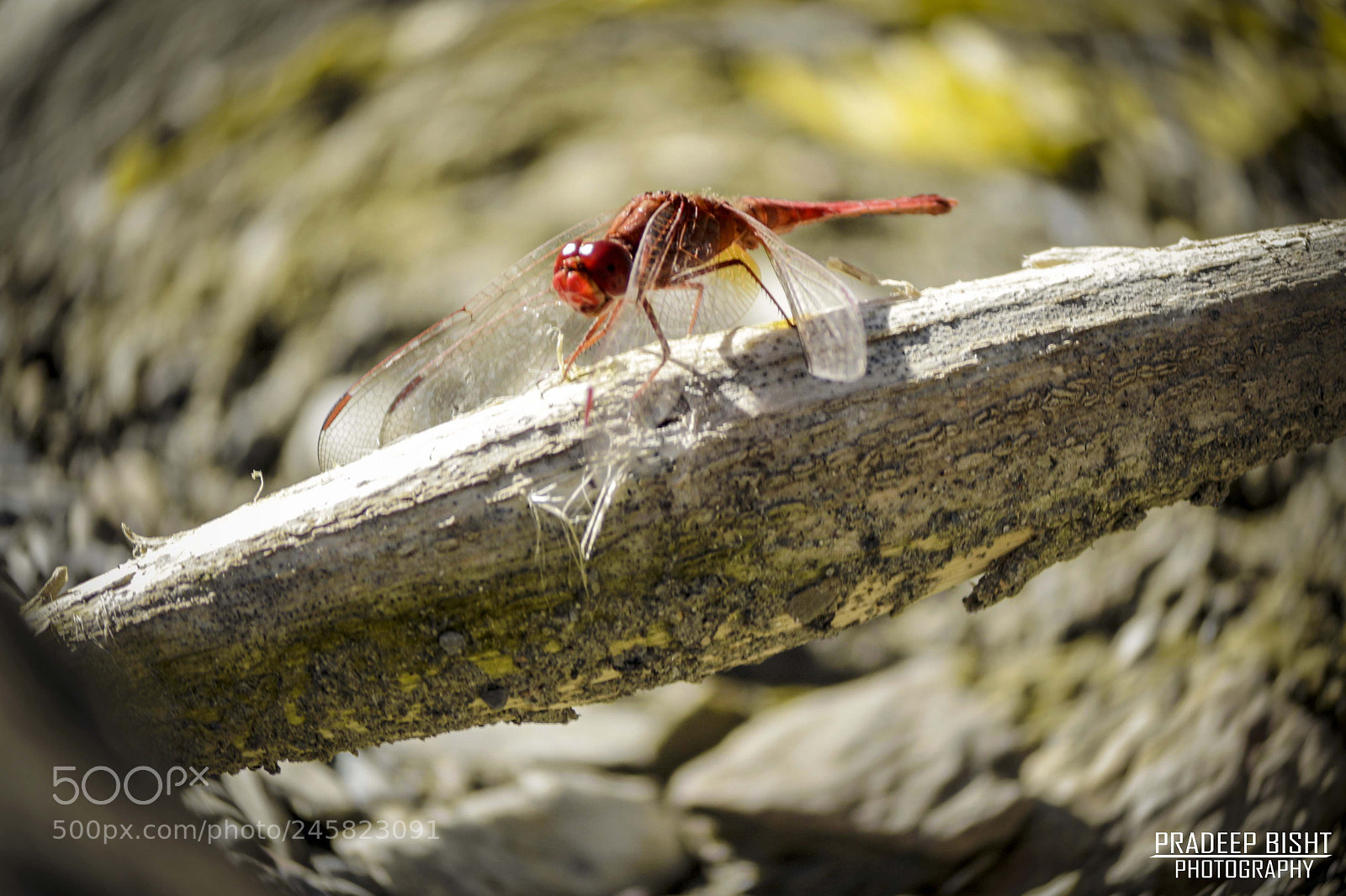 Canon EOS 700D (EOS Rebel T5i / EOS Kiss X7i) sample photo. Dragon fly photography