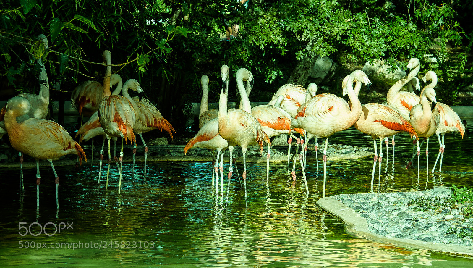 Nikon D810 sample photo. A school of flamingos photography