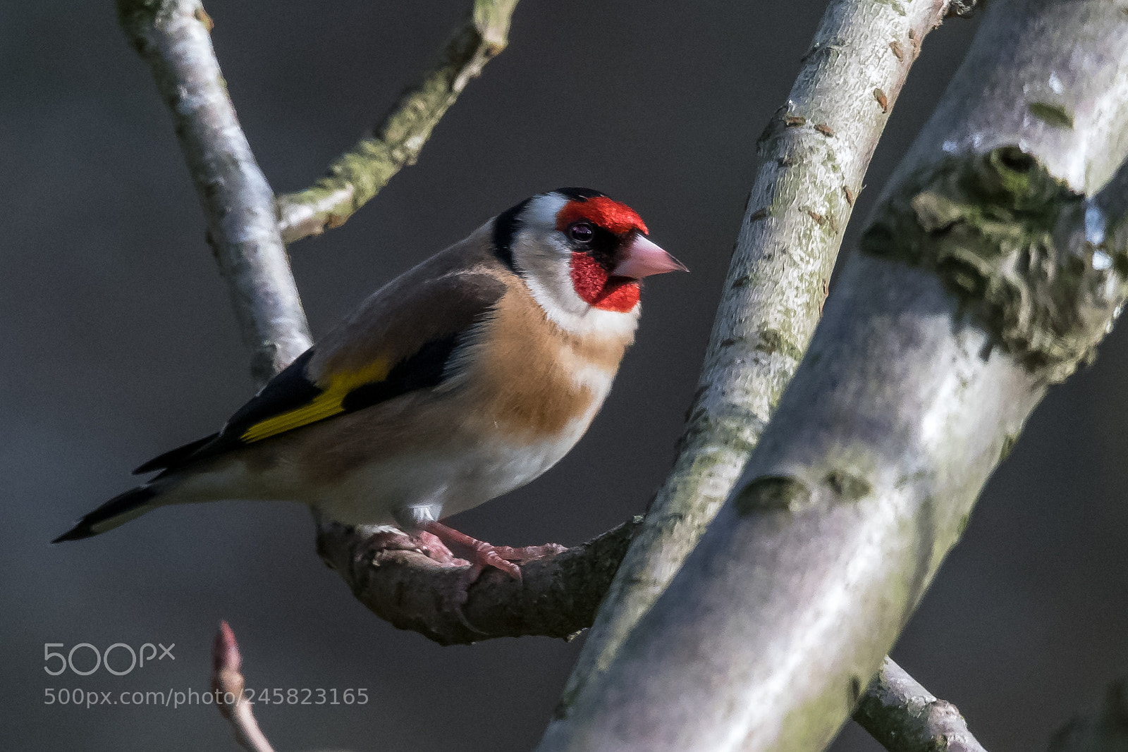 Nikon D850 sample photo. Sunny goldfinch photography