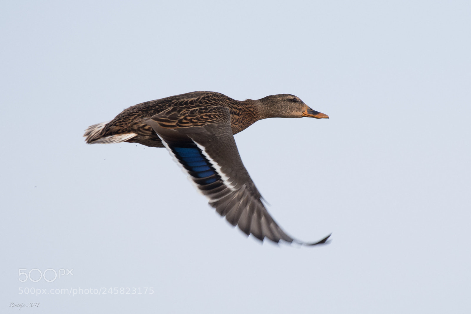 Nikon D500 sample photo. Mallard photography