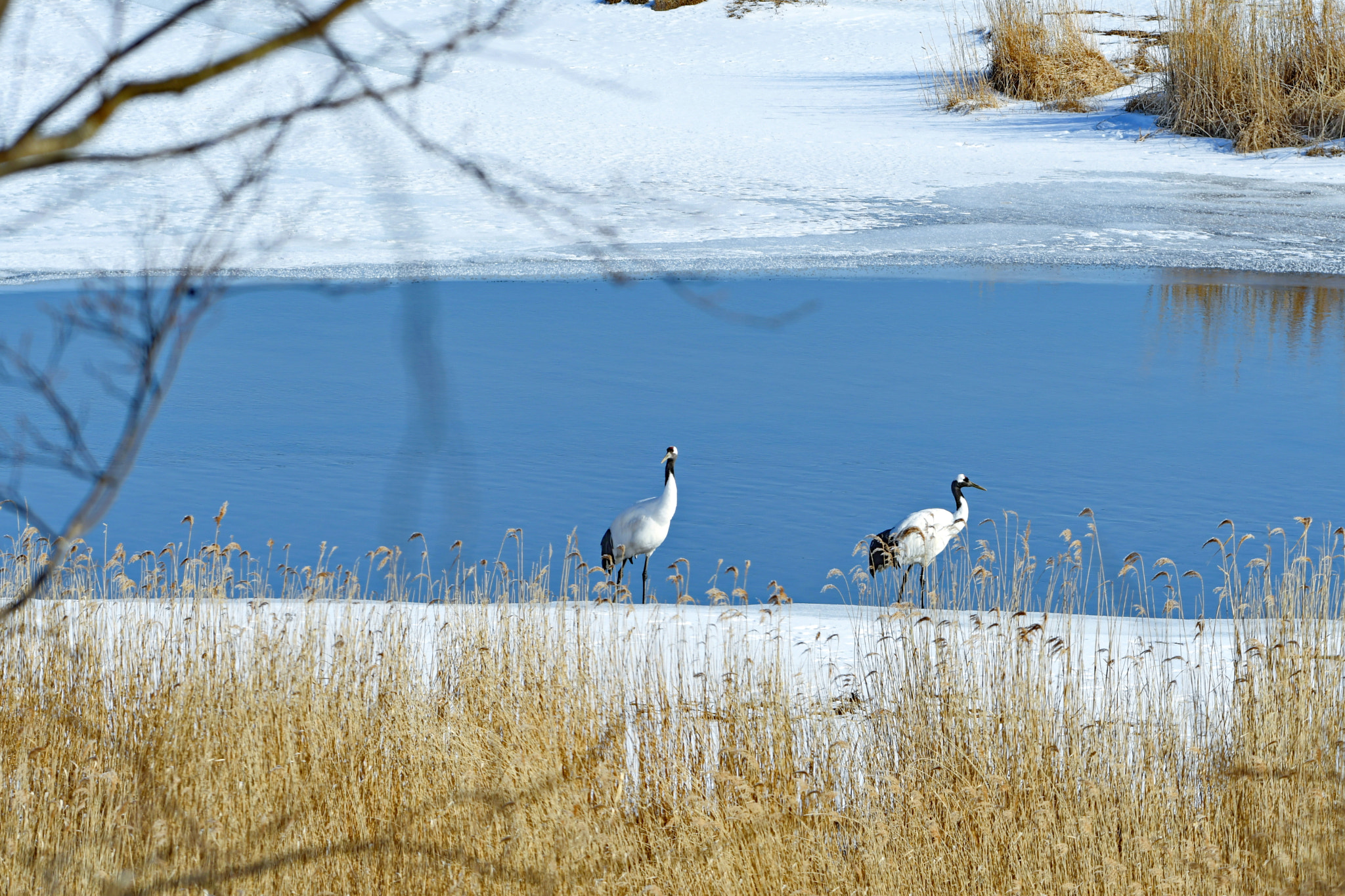 Nikon D500 + Nikon AF-S Nikkor 300mm F2.8G ED VR II sample photo. 釧路湿原の風景 photography