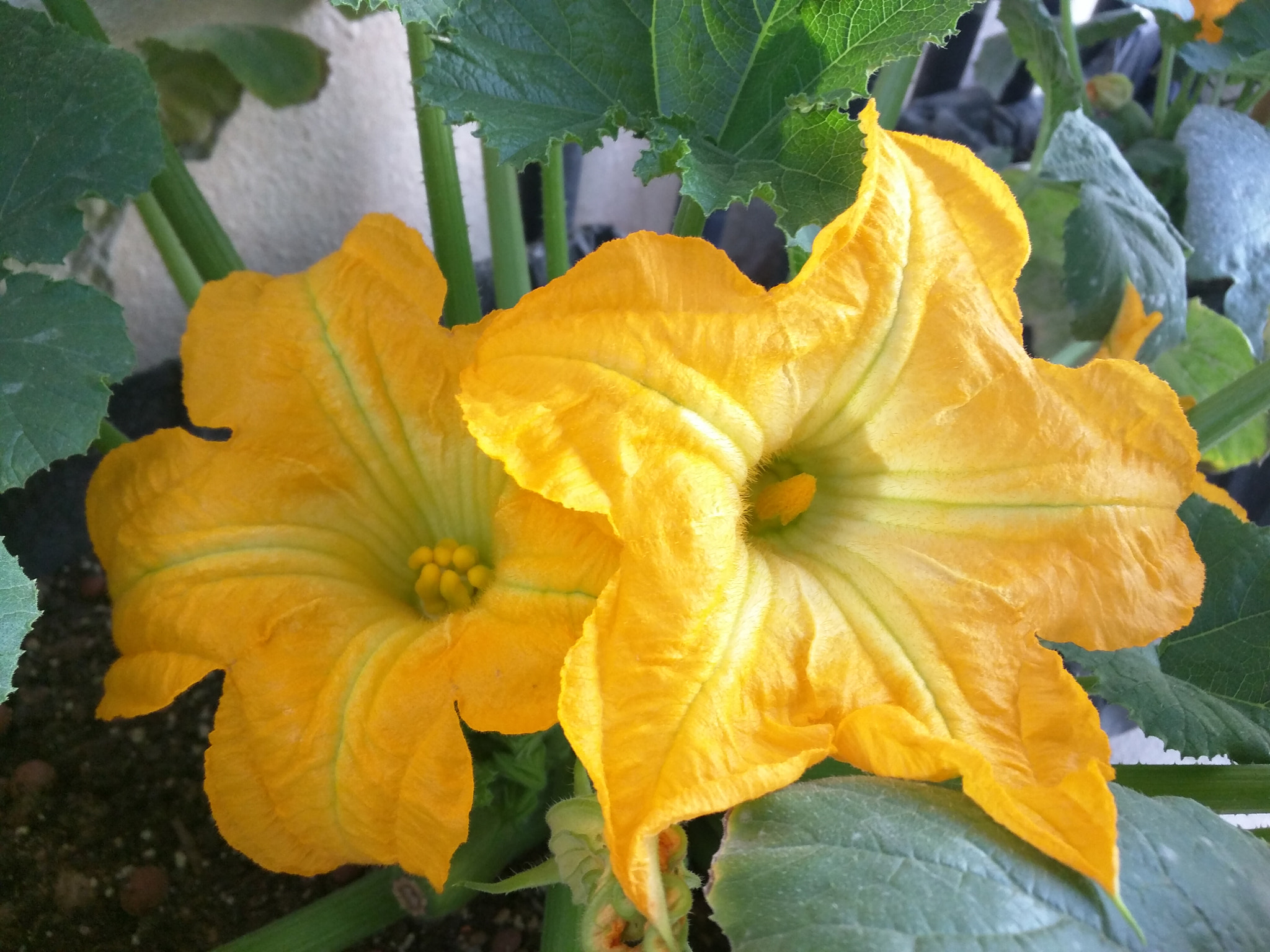 Motorola Nexus 6 sample photo. Squash flowers photography