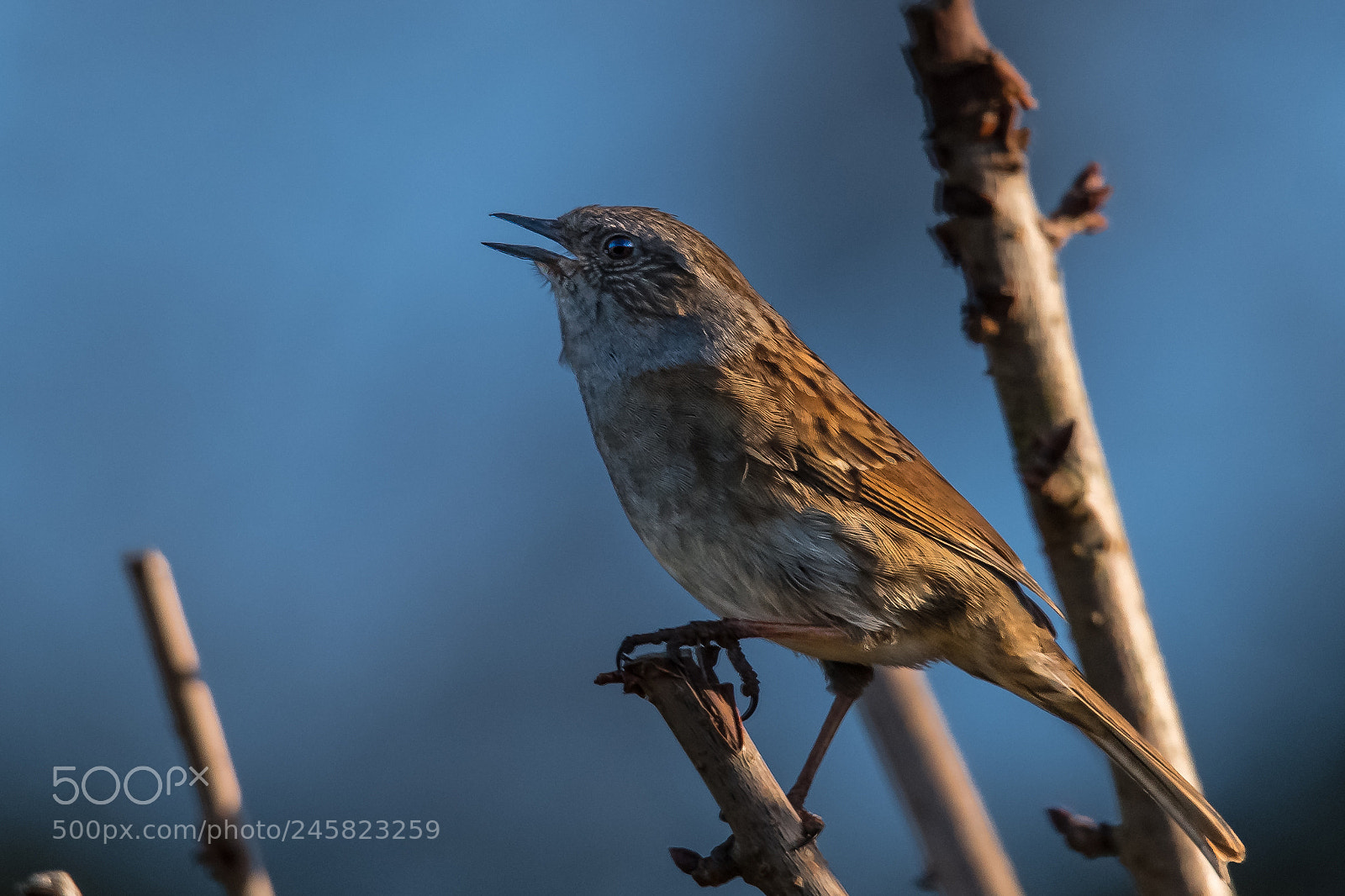 Nikon D850 sample photo. Sunny dunnock ii photography