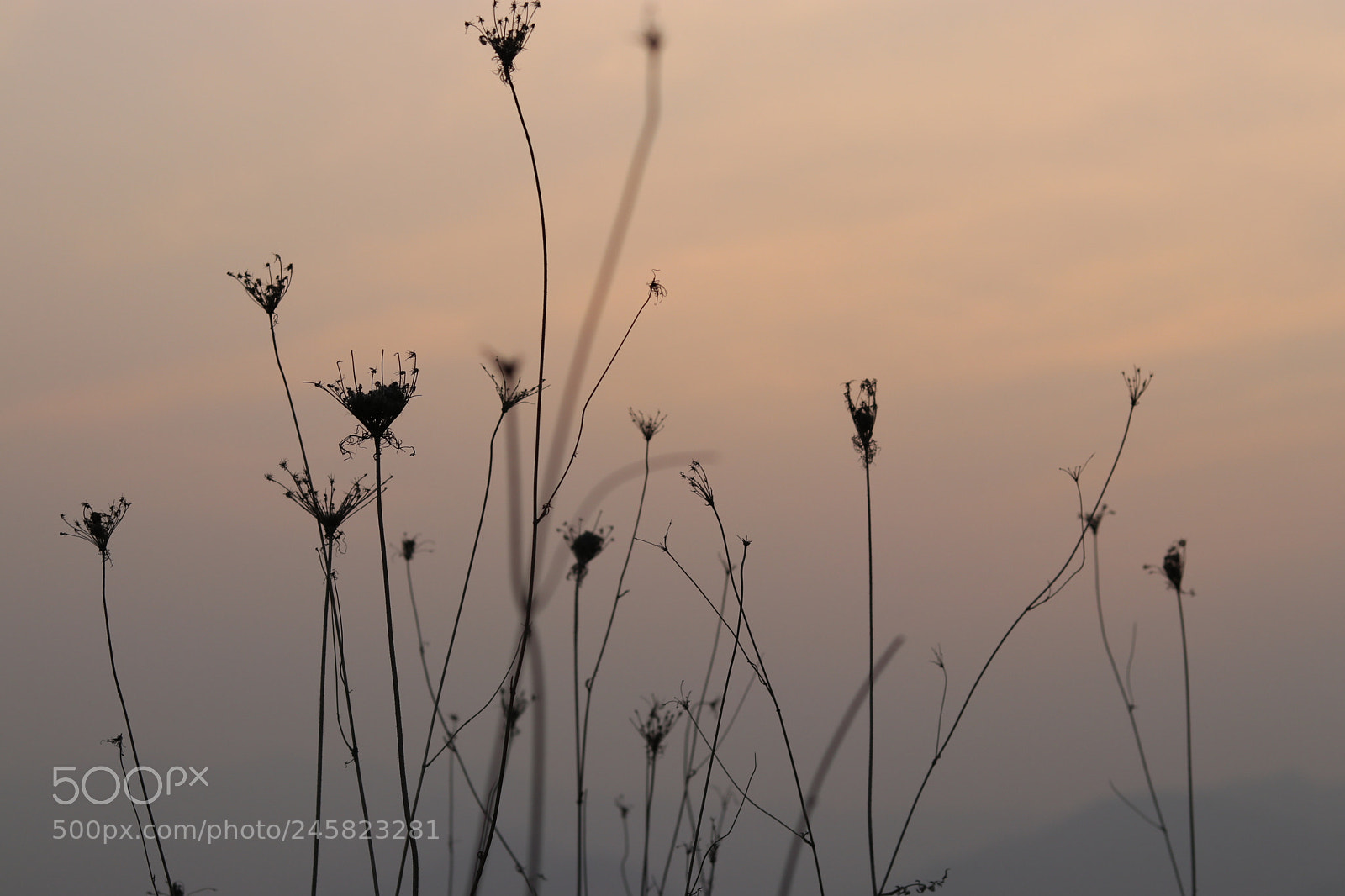 Canon EOS 80D + Canon EF 50mm F1.8 STM sample photo. Untitled photography
