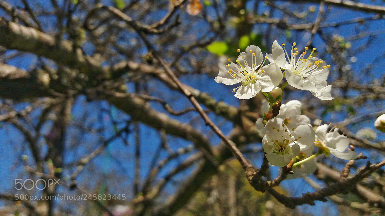 Samsung Galaxy J5(2016) sample photo. Untitled photography