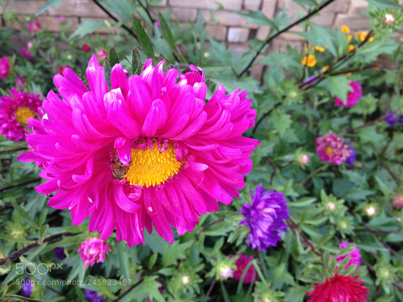 Apple iPhone 4S sample photo. 庭院里的小蜜蜂 photography