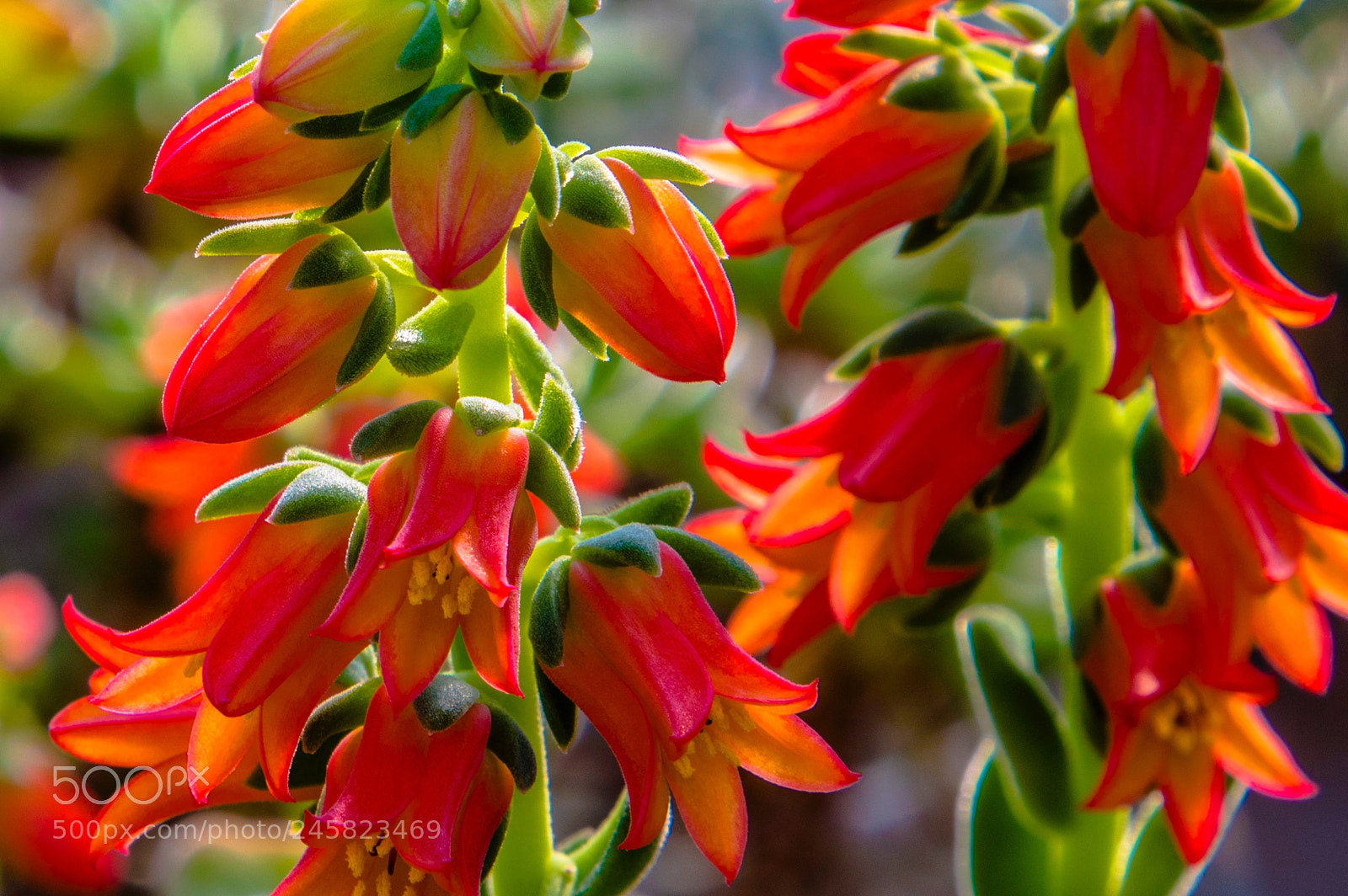 Canon EOS 750D (EOS Rebel T6i / EOS Kiss X8i) sample photo. Bells photography