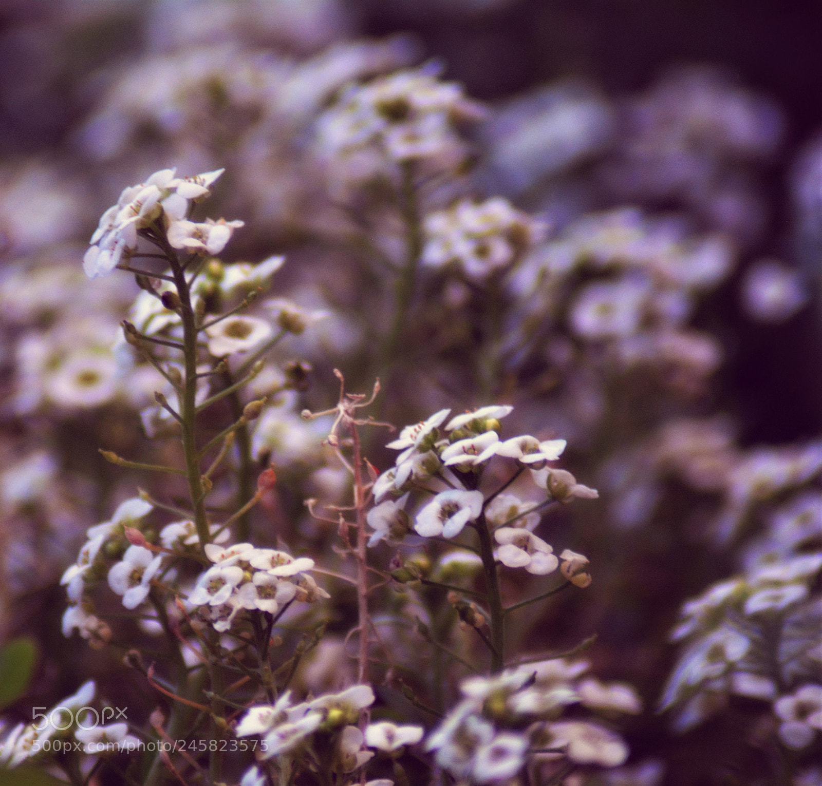 Nikon D5200 sample photo. White flowers photography