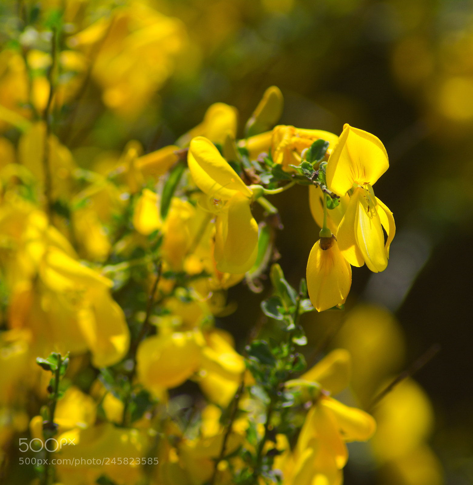 Nikon D5200 sample photo. Żarnowce7 photography