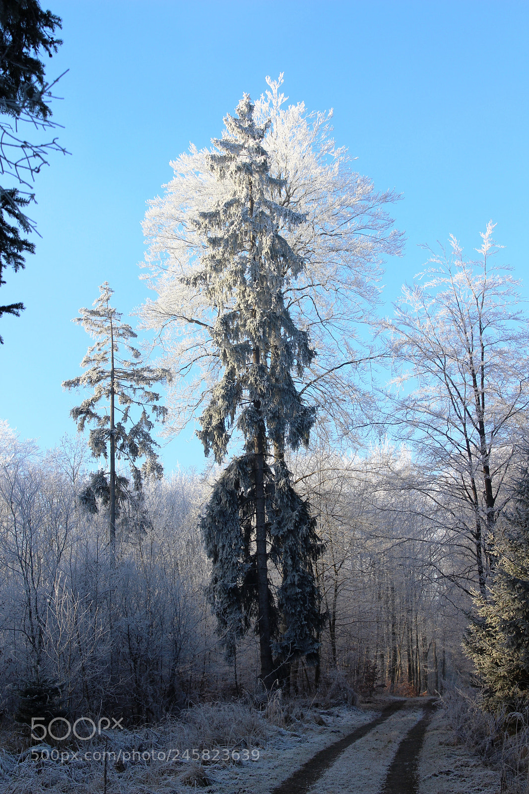 Canon EOS 700D (EOS Rebel T5i / EOS Kiss X7i) sample photo. Spuren im schnee photography